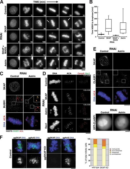 Figure 4. Astrin and SKAP depletion causes a checkpoint-dependent mitotic arrest. (A) Selected images from time-lapse movies of HeLa cells expressing YFP-H2B in either control cells, SKAP-depleted cells, Astrin-depleted cells, or SKAP and Mad2 codepleted cells. Numbers in each image indicate the relative time in minutes. Also see Videos 1–5. Bar, 5 µm. (B) Box plot showing the quantification of the time from nuclear envelope breakdown (NEBD) to anaphase onset indicating the median time, quartiles, and minimum and maximum values. (C) BubR1 is enriched on misaligned kinetochores in Astrin-depleted cells. Immunofluorescence images showing ACA (red), BubR1 (green), DNA, and SKAP in control and Astrin-depleted cells. (D) Astrin and SKAP depletion increase interkinetochore distance. Immunofluorescence images showing CENP-A (red), Hec1 (green), ACA, and DNA in either control (n = 6 cells, 151 kinetochores), Astrin- (n = 3 cells, 30 kinetochores, P < 0.01), SKAP- (n = 10 cells, 160 kinetochores, P < 0.0001), or Dsn1-depleted cells (n = 6 cells, 130 kinetochores, P < 0.0001). Numbers indicate the mean interkinetochore distance based on CENP-A ± SEM. (E) Astrin is required for CLASP localization to kinetochores. (E, top) Immunofluorescence images showing ACA (red), DNA (blue), CLASP1, and SKAP in either control or Astrin-depleted cells. Insets show enlarged views of the boxed regions. (E, bottom) GFP-CLASP1 localization in live control or Astrin-depleted cells. (F) ggSKAP deletion in chicken DT40 cells does not alter Nuf2 localization. Immunofluorescence images showing ggSKAP or ggNuf2 localization (in green in merge) and DNA (blue) in either control DT40 cells or SKAP knockout cells. See Fig. S2 for the generation of the SKAP knockout cell line. (F) Graph showing the percentage of different mitotic states in either control DT40 cells or ggSKAP knockout cells. Bars, 5 µm.