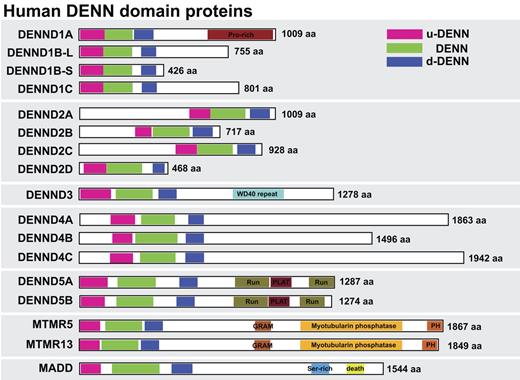 Figure 1. DENN proteins form a large family in human cells. A schematic showing the human DENN domain proteins, with the upstream (u-DENN), core DENN, and downstream (d-DENN) regions indicated. Additional domains likely to be of relevance for DENN targeting or regulation are marked and color coded. Sequence alignments of DENNs were done with ClustalX (Chenna et al., 2003) or MUSCLE (Edgar, 2004), and the results were visualized and manipulated with Jalview (Waterhouse et al., 2009). Linear sequence motifs were browsed in the ELM database (Gould et al., 2010). Accession numbers used for this analysis are listed in Table S1.