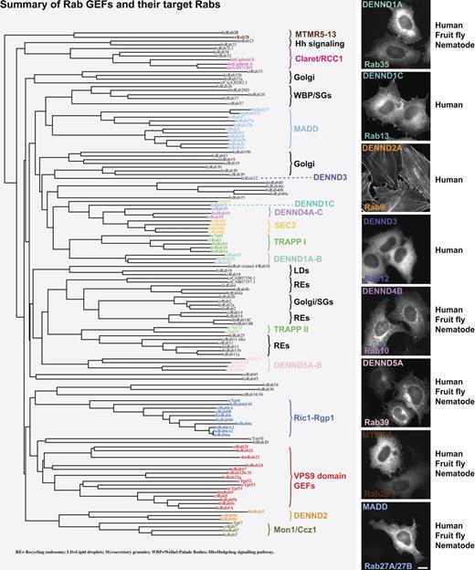 Figure 8. A summary of Rab GEFs indicating their target Rabs. Human (Homo sapiens, hs), fruit fly (Drosophila melanogaster, dm), and nematode (C. elegans, ce) Rabs and budding yeast (Saccharomyces cerevisiae, sc) Ypts were aligned using ClustalX and plotted using NJplot (Larkin et al., 2007). The alignment is annotated to show the known Rab GEFs: TRAPP, Sec2, the Vps9 domain family, Ric1-Rgp1, Mon1-Ccz1, claret, and the DENN domain family. Images to the right indicate the typical localization of the DENN domain family in HeLa cells. The pattern of conservation is summarized in the text to the right. The accession nos. for human, mouse, zebrafish, fruit fly, and nematode DENN domains proteins are listed in Table S1. Bar, 10 µm.