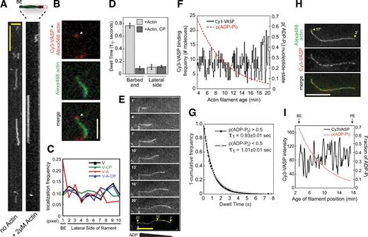 Figure 3. Mechanism for VASP barbed end capture. (A) Kymograph showing Cy3-VASP barbed end association in the absence (left) or presence (right) of 2 µM Mg-ATP-actin (+10 µM Latrunculin B). Vertical bar, 1 s; horizontal bar, 2.5 µm. (B) Barbed end localization of single Cy3-VASP tetramer (arrowhead) in the presence of 2 µM Mg-ATP-actin/LatB. Bar, 2.5 µm. (C) Binding probability for Cy3-VASP at different filament positions in the presence or absence of 2 µM Mg-ATP-actin/LatB and/or 5 nM MmCP. V, VASP; A, actin; CP, capping protein. Pixel position 1 is the apparent barbed end; positions 2–10 are actin filament sides. For experiments including MmCP, filaments were capped for 5 min before adding Cy3-VASP and 5 nM MmCP (≥200 events scored per condition). (D) Dwell times for 0.25 nM Cy3-VASP binding to the apparent barbed end versus the sides of actin filaments in the presence of 2 µM actin/LatB ± 5 nM MmCP. (E) Life history of a single actin filament elongating in the presence of 0.75 µM actin (30% Alexa Fluor 488). Bar, 10 µm. (F) The binding frequency of 0.25 nM Cy3-VASP (n = 1,045 molecules) is independent of the probability of the ADP-Pi nucleotide state at each position. (G) Single molecule dwell times for 0.25 nM Cy3-VASP binding to regions of F-actin with p(ADP-Pi) ≥ 0.5 or p(ADP-Pi) ≤ 0.5 were fit to a single exponential (p(ADP-Pi) ≥ 0.5, τ1 = 0.93 ± 0.01 s, n = 235; p(ADP-Pi) ≤ 0.5, τ1 = 1.0 ± 0.01 s, n = 1,135). (H) Localization of 2.5 nM Cy3-VASP bound to an ADP-Pi/ADP actin filament (3–17 min old). Bar, 10 µm. (I) Intensity profile of Cy3-VASP bound to actin filament in H, overlaid with probability distribution of the ADP-Pi nucleotide state. The probability distribution of each nucleotide state was solved numerically in MatLab (Fig. S3 E).