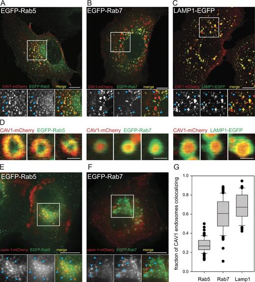 Figure 4. CAV1 and cavin-1 in the endosomal pathway. (A–C) CAV1-mCherry localized to Rab5-positive EE and to Rab7- and Lamp1-positive LE/LYS. Single confocal sections of fixed (A) or living (B and C) cells were acquired 12 h after transfection. (bottom) Insets show enlargements of boxed areas. (D) Enlarged views of individual organelles. In EE, CAV1-mCherry was present in the limiting membranes and, in LE/LYS, in the lumen of the organelles. (E and F) Cavin-1–mCherry localized to Rab5-positive EE but not to Rab7-positive LE. Cavin-1–mCherry was coexpressed with GFP-tagged endosomal makers and CAV1-HA (not depicted), and images acquired 12 h after transfection form living cells using an epifluorescence setup. (bottom) Insets show enlargements of the boxed areas. Arrowheads point to endosomal organelles indicating presence (A–C and E) or absence (F) of colocalization between markers. (G) Colocalization analysis of CAV1-mCherry endosomal structures with endosomal markers. The fraction of CAV1-mCherry endosomes per cell colocalizing with EGFP-Rab5 (n = 68 cells), EGFP-Rab7 (n = 68 cells), and Lamp1-EGFP (n = 43 cells) was determined as detailed in Materials and methods (Fig. S2 A) from images acquired from living cells using an epifluorescence setup. Box plots show medians, lower and upper quartiles (line and box), 10th and 90th percentiles (whiskers), and outliers (•). Bars: (A–C, E, and F) 10 µm; (D) 1 µm.