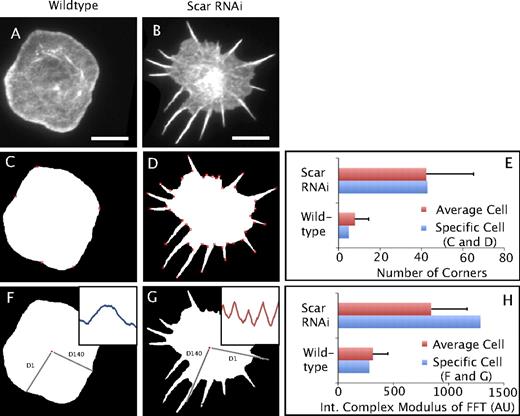Figure 2. Computational methods for identifying cells with a stellate morphology: adaptive corner detection and a Fourier analysis. (A and B) Selected images of S2 cells displaying normal and stellate (Wave/Scar depleted) phenotypes. Bars, 12 µm. (C and D) An adaptive corner detection algorithm (He, X.C., and N.H.C. Yung. 2004. Proceedings of The Pattern Recognition 17th International Conference) applied to the same images as in A and B, where cell area was identified by thresholding. Detected corners are depicted by red boxes. (E) Quantification of the number of corners detected on the specific cells in C and D (blue bars) and means for Wave/Scar-depleted stellate cells and wild-type cells (red bars, n = 144 Wave/Scar depleted; n = 150 wild type). (F and G) A new method for analyzing the topology of the cell perimeter using power spectral analysis. The technique first traces the cell perimeter to create a matrix of all perimeter pixels and measures the distance from the cell centroid to each of these pixels. The insets show the distance from centroid values for the 140 perimeter pixels between the lines labeled D1 and D140. The Wave/Scar cell has been resized (not depicted) so that the perimeters of the two cells are both equal to ∼500. These values are Fourier transformed, and the complex modulus was calculated to yield the power spectrum for the perimeter of the cell. This power spectrum can then be binned into discrete frequency ranges and used to compare the membrane topology of cells by analyzing which frequencies are enriched in each phenotype. (H) Quantification of the integrated value of the power spectrum from frequencies 12–16 (Fig. S1) on the specific cells in F and G (blue bars) and means per plate well for Wave/Scar-depleted stellate cells and wild-type cells (red bars). Error bars indicate mean ± SD.