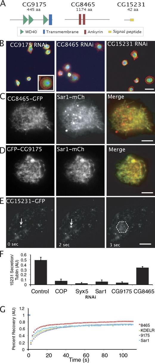 Figure 4. Gene knockdowns that impair cell spreading. (A) Domain schematics of CG9175 (Dm Sec12), CG8465, and CG15231. (B) Representative fields of cells with the indicated gene knockdowns. This phenotype can be detected quantitatively by calculating the total actin staining intensity divided by the total surface area of the cell (Table II). The inset shows a wild-type cell. Bar, 20 µm. (C) CG8465-GFP (left) and Sar1-mCherry (an ER-resident protein; middle) expressed in the same cell. (D) GFP-CG9175 (left) and Sar1-mCherry (middle) expressed in the same cell. (E) Selected frames from time-lapse video of CG15231-GFP. The arrows follow the position of a punctum that can be tracked over time. At 3 s, the punctum disappears, and a radial burst of fluorescence (within dashed line) is seen, likely reflecting plasma membrane fusion and secretion into the medium (Video 1). (C–E) Bars, 5 µm. (F) Secretion of 15231-GFP into the media under the listed RNAi conditions (see Materials and methods). Secretion was measured by immunoblot analysis 12 h after induction and compared ratiometrically with tubulin levels (as a control for total protein; Fig. S1). Error bars indicate mean ± SD. (G) Quantitative rates of FRAP. Curves are means for at least 10 cells.