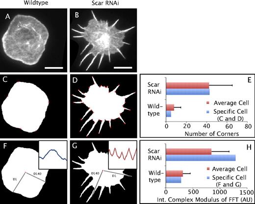 Figure 2. Computational methods for identifying cells with a stellate morphology: adaptive corner detection and a Fourier analysis. (A and B) Selected images of S2 cells displaying normal and stellate (Wave/Scar depleted) phenotypes. Bars, 12 µm. (C and D) An adaptive corner detection algorithm (He, X.C., and N.H.C. Yung. 2004. Proceedings of The Pattern Recognition 17th International Conference) applied to the same images as in A and B, where cell area was identified by thresholding. Detected corners are depicted by red boxes. (E) Quantification of the number of corners detected on the specific cells in C and D (blue bars) and means for Wave/Scar-depleted stellate cells and wild-type cells (red bars, n = 144 Wave/Scar depleted; n = 150 wild type). (F and G) A new method for analyzing the topology of the cell perimeter using power spectral analysis. The technique first traces the cell perimeter to create a matrix of all perimeter pixels and measures the distance from the cell centroid to each of these pixels. The insets show the distance from centroid values for the 140 perimeter pixels between the lines labeled D1 and D140. The Wave/Scar cell has been resized (not depicted) so that the perimeters of the two cells are both equal to ∼500. These values are Fourier transformed, and the complex modulus was calculated to yield the power spectrum for the perimeter of the cell. This power spectrum can then be binned into discrete frequency ranges and used to compare the membrane topology of cells by analyzing which frequencies are enriched in each phenotype. (H) Quantification of the integrated value of the power spectrum from frequencies 12–16 (Fig. S1) on the specific cells in F and G (blue bars) and means per plate well for Wave/Scar-depleted stellate cells and wild-type cells (red bars). Error bars indicate mean ± SD.