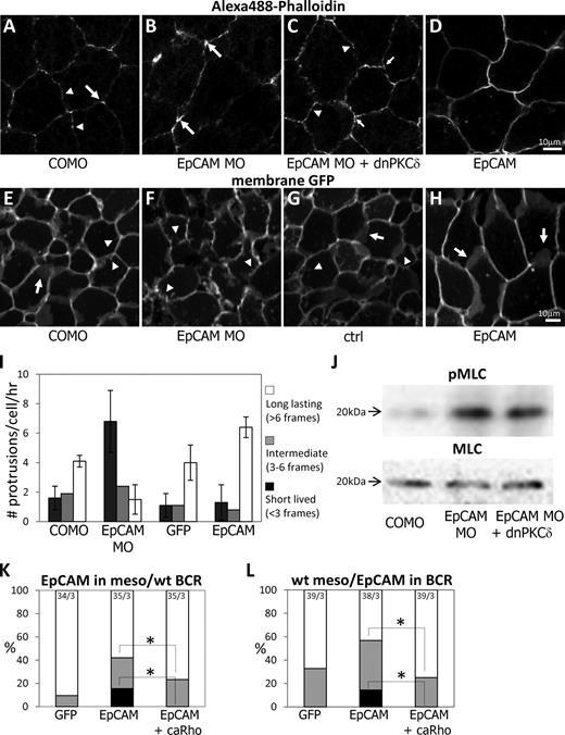 Figure 8. Effects of EpCAM depletion on actin cytoskeleton organization, myosin phosphorylation, and protrusive activity. (A–D) Confocal images of phalloidin-stained BCR explants. (A) Typical punctate phalloidin pattern (arrowheads) in control cells (COMO) with prominent accumulation at tricellular corners (large arrows). (B) Concentration at corners in EpCAM MO cells (large arrows), and decrease of the signal along the membranes. (C) Rescue of membrane staining and disappearance of the signal at corners upon coinjection of dominant-negative PKC-δ mRNA. (D) Homogenous membrane staining of EpCAM-overexpressing cells. (E–H) Live confocal images of the surface of membrane GFP-expressing BCR cells. Arrows: large protrusion. Arrowheads: small protrusions. (I) Quantitation of protrusive activity from time-lapse movies (see selected frames in Fig. S4). EpCAM MO-injected cells showed much fewer long-lasting protrusions than controls (P = 2,5E−07; Student’s t test) but many more short-lived extensions (P = 5,4E−07). Most protrusions emanating from EpCAM-overexpressing cells were long lived (P = 6,9E−06 compared with GFP controls). (J) Increased myosin light chain (MLC) phosphorylation in EpCAM MO BCRs, and partial rescue by coexpression of dominant-negative PKC-δ. (K and L) Rescue of tissue separation by coexpression of constitutively active RhoA. EpCAM mRNA (200 pg) was injected alone or with V14RhoA mRNA (25 pg). Numbers on top indicate total number of explants/number of experiments. *, P < 0.05 compared with EpCAM alone (Student’s t test).