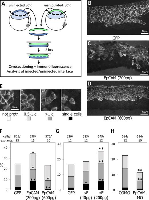 Figure 4. EpCAM stimulates cell migration within the ectodermal tissue. (A) Schematic representation of a migration assay in ectoderm explants. Sandwiches were produced by combining wild-type uninjected BCRs with BCRs injected with various mRNAs coding for membrane GFP, EpCAM-MT (see Fig. S2) or ΔE, or with EpCAM MO or COMO (coinjected with membrane GFP mRNA to trace injected cells). The degree of mixing was scored by determining the relative position of individual injected cells, immunostained for GFP or Myc, at the interface with wild-type cells. (B–D) Examples of sandwiches with BCRs expressing control membrane GFP, and low and high levels of EpCAM. (E) Illustration of the four categories used to score cell migration: cells protruding less than 1/2 cell diameter relative to their neighbors (nonprotr.), cells protruding between 1/2 and 1 diameter (0.5–1), or more than one cell diameter (>1), and cells entirely surrounded by wild-type cells (single cells). (F–H) Quantification. Cells moderately overexpressing EpCAM tended to migrate significantly more, whereas cells with high EpCAM levels remained more compacted. Cells expressing ΔE also showed increased migration, for both mRNA doses tested. On the contrary, cells depleted of EpCAM (EpCAM MO) remained significantly more compact. Numbers on top indicate total number of explants/number of experiments. * and **, P < 0.05 and P < 0.01, respectively, compared with controls (Student’s t test; see Materials and methods).