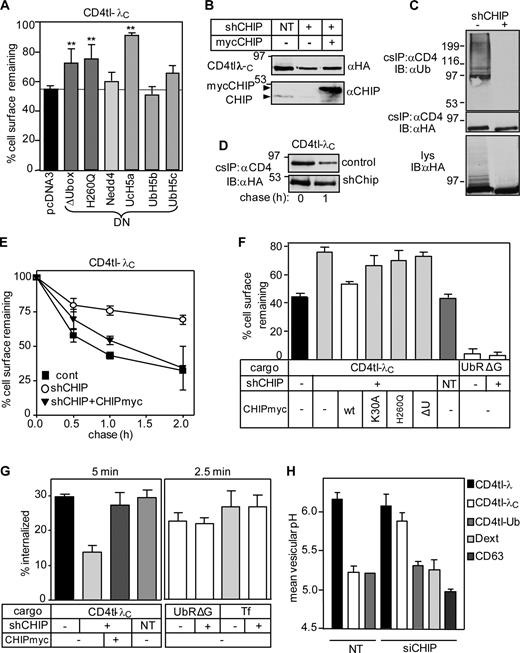 Figure 4. Cellular and biochemical phenotype of the CD4tl-λC upon inactivation of CHIP. (A) Effects of dominant-negative (DN) E3 and E2 enzymes on the PM stability of CD4tl-λC were measured in transiently cotransfected HEK293 cells and monitored by cell surface ELISA after 30-min chase at 37°C. Fig. S3 D depicts the CD4tl-λ PM stability (**, P < 0.01; n = 5). The dotted line indicates the chimera cell surface turnover in mock-transfected cells. (B) CHIP ablation was accomplished by lentiviral shCHIP in Flp-In T-Rex HEK293 cells expressing CD4tl-λC and verified by immunoblotting. CHIP-myc overexpression was detectable in the shCHIP cells. CHIP depletion had an adverse effect on tetracycline transactivation, reducing the induction level of CD4tl-λC in shCHIP cells. (C) Ubiquitination level of the PM CD4tl-λC was probed by denaturing cs-IP and immunoblotting. Three times more shCHIP cells were used. (D) Stability of internalized CD4tl-λC was measured by labeling the PM-resident chimera with anti-CD4 Ab at 4°C and chasing for 0–1 h at 37°C in shNT and shCHIP cells. Ab–chimera complexes were precipitated and immunoblotted. (E) The PM turnover of the CD4tl-λC was measured by cell surface ELISA in control, shCHIP, and CHIP-myc–transfected cells. (F) The CD4tl-λC and CD4cc-UbAllRΔG (UbRΔG) PM stability was determined after 1-h chase in shCHIP cells coexpressing the CHIP-myc variant. (G) The internalization rate of CD4tl-λC was monitored in the absence or presence of CHIP-myc at 37°C by Ab uptake in shCHIP cells for 5 min. Endocytosis of tetrameric CD4cc-UbAllRΔG (UbRΔG) and transferrin (Tf) was measured for 2.5 min. (H) Mean vesicular pH of internalized cargo was determined by FRIA in small interfering NT and small interfering CHIP (siCHIP) cells as described in Materials and methods. Anti-CD4 Ab and FITC-Fab were bound on ice, and FRIA was performed after 1-h chase at 37°C. NT, nontargeted siRNA. The lysosomal targeting of CD4tl-Ub, CD63, and dextran was not influenced by shCHIP. Molecular mass is given in kilodaltons. IB, immunoblot. The data shown represent means ± SEM.