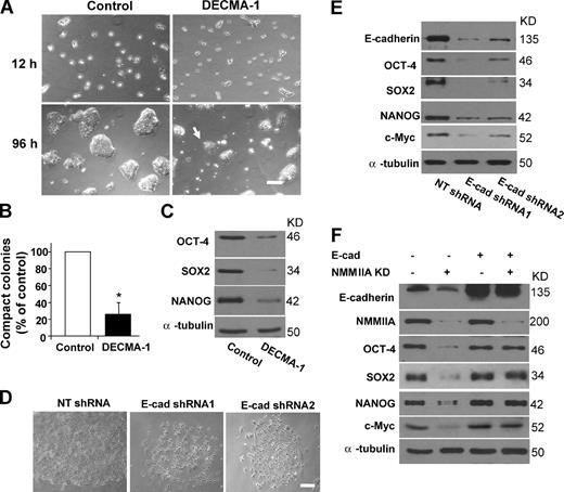 Figure 3. E-cadherin serves as a bona fide target of NMMIIA in hESCs. (A) Phase-contrast images of nonspecific IgG and DECMA-1–treated cells 12 and 96 h after treatments. The arrow points to an abnormal projection of a DEMCA-1–treated cell aggregate. Bar, 200 µm. (B) Quantification of colonies formed by H9 cells with IgG or DECMA-1 antibody treatment (4 d). Error bars represent the mean ± SEM of different numbers of colonies that were analyzed in multiple experiments. The values were normalized to the number (100%) of colonies formed by control cells. Asterisks indicate that the value for cells treated with DECMA-1 differs statistically from the control (*, P < 0.05). Cell aggregates with diameters >200 µm are defined as colonies. (C) Western blot analysis of OCT-4, NANOG, and SOX2 proteins in H9 cells treated with IgG or 12 µg/ml DECMA-1 antibody (4 d). For experiments in A–C, H9 cells were plated as single cells under feeder-free conditions and treated with nonspecific IgG or 12 µg/ml DECMA-1 antibody at the time of plating. (D) Phase-contrast images of H9 cells infected with lentivirus containing nontargeting shRNA (NT shRNA) or E-cadherin–targeting shRNAs. Bar, 100 µm. (E) Western blot analysis of E-cadherin, OCT-4, SOX2, NANOG, and c-Myc proteins in H9 cells with or without E-cadherin depletion. For experiments in D and E, cells were analyzed 4 d after infection. Qualification of the results is shown in Table S1. (F) Western blot analysis of E-cadherin, NMMIIA, OCT-4, SOX2, NANOG, and c-Myc proteins in H9 cells treated with or without E-cadherin overexpression (E-cad) and NMMIIA depletion (NMMIIA KD). Qualification of the results is shown in Fig. S2 E.