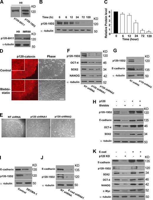 Figure 4. NMMIIA modulates E-cadherin expression via p120-catenin. (A) Western blot analysis of p120-catenin proteins in H9 cells. (top) Two blots showing bands recognized by 6H11 (left) or 15D2 (right) in H9 cells. (bottom) Western blot analysis of H9 and IMR-90 cell lysates with 6H11. (B) Western blot analysis of p120-catenin protein in H9 cells with or without 10 µM blebbistatin treatment for various time points. (C) Quantification of the experiment described in B. The y axis represents relative intensities (measured with ImageJ) with values normalized to the signal (100%) at 0 h. Results from four separate experiments are shown as mean ± SEM. (D) Immunofluorescence experiments of p120-catenin in H9 cells with or without blebbistatin treatment. Fluorescent images of p120-catenin staining and phase-contrast image of cells are shown. Insets show fractions of fluorescence images at a higher magnification. Cells were treated with 10 µM blebbistatin for 24 h. The monoclonal antibody 15D2 was used. (E) Phase-contrast images of H9 cells treated with nontargeting shRNA (NT shRNA) or p120-catenin–targeting shRNAs. Cells were analyzed 4 d after lentiviral infection. (D and E) Bars, 100 µm. (F) Western blot analysis of p120-catenin (with 15D2), OCT-4, NANOG, and SOX2 proteins in H9 cells with or without p120-catenin depletion for 4 d. Qualification of the results is shown in Table S1. (G) Western blot analysis of p120-catenin (15D2) and E-cadherin proteins in H9 cells 4 d after p120-catenin depletion. (H) Western blot analysis of p120-catenin (15D2), E-cadherin, OCT-4, and SOX2 proteins in H9 cells with or without isoform 1A of p120-catenin overexpression (p120) and 10 µM blebbistatin treatment for 4 d. Qualification of the results is shown in Fig. S3 E. Similar results were observed with NANOG protein (not depicted). (I) Western blot analysis of p120-catenin (15D2) and E-cadherin proteins in H9 cells 4 d after the treatment of nonspecific IgG or 12 µg/ml DECMA-1. (J) Western blot analysis of p120-catenin (15D2) and E-cadherin proteins in H9 cells 4 d after E-cadherin depletion. (K) Western blot analysis of E-cadherin, p120-catenin, OCT-4, SOX2, NANOG, and c-Myc proteins in H9 cells with or without E-cadherin overexpression and p120-catenin depletion (p120 KD) for 4 d. Qualification of the results is shown in Fig. S3 F.