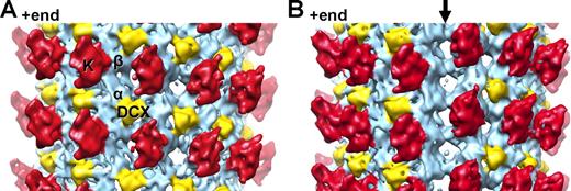 Figure 1. DCX stabilizes lateral and longitudinal B lattice contacts between four tubulin dimers but does not bind the MT seam. (A) 13.5 Å reconstruction of DCX–MTs decorated with a kinesin-1 motor domain, low-pass filtered with a 13 Å cut-off, and thresholded at 3σ (Fig. S1). The reconstruction is displayed, with the MT +end oriented up. Each kinesin motor domain (red, K) binds one αβ-tubulin heterodimer (sky blue). DCX (yellow) binds at the corner between four tubulin dimers making B lattice contacts. (B) The same structure rotated 180°, revealing the seam of DCX–MTs (arrow). Density for DCX is found in the B lattice inter-pf valleys all around the 13-pf MT map (up to a density threshold of 5σ), but is absent at the seam where pfs make A lattice contacts.