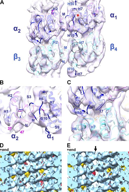 Figure 3. Structural basis of MAP stabilization of the MT lattice. (A and B) View of the inside surface of the 8.2 Å cryo-EM map (violet surface) of B-lattice contacts between four dimers in DCX–MTs. The paclitaxel binding pocket in β-tubulin is empty (dotted circle; Fig. S3 A), whereas the equivalent area in α-tubulin is occupied by loop S9-S10 (density labeled with an asterisk; Fig. S3 A). The structures of α- and β-tubulin from zinc-induced sheets are fitted in the map (1JFF.pdb, α in blue and β in cyan). However, for α-tubulin, the N and M loops from a tubulin–stathmin complex match the reconstruction better (3HKE.pdb, pink; Dorléans et al., 2009). Arrows in A indicate equivalent H10-H7 contacts at the intradimer interfaces. (C) The reconstruction is well defined around the nucleotide (ball and stick) bound to β-tubulin, particularly loop T7. There is continuous density between α1-H10 and β4-H7 at the interdimer interface (also see Video 1), which is consistent with the straight conformation of β4-tubulin but is incompatible with a curved conformation (Fig. S3 B). (D and E) In the asymmetric reconstruction, these lateral contacts are present at both the B lattice (D) and A lattice (E) contacts, despite the absence of DCX on the outer surface of the seam (arrow).