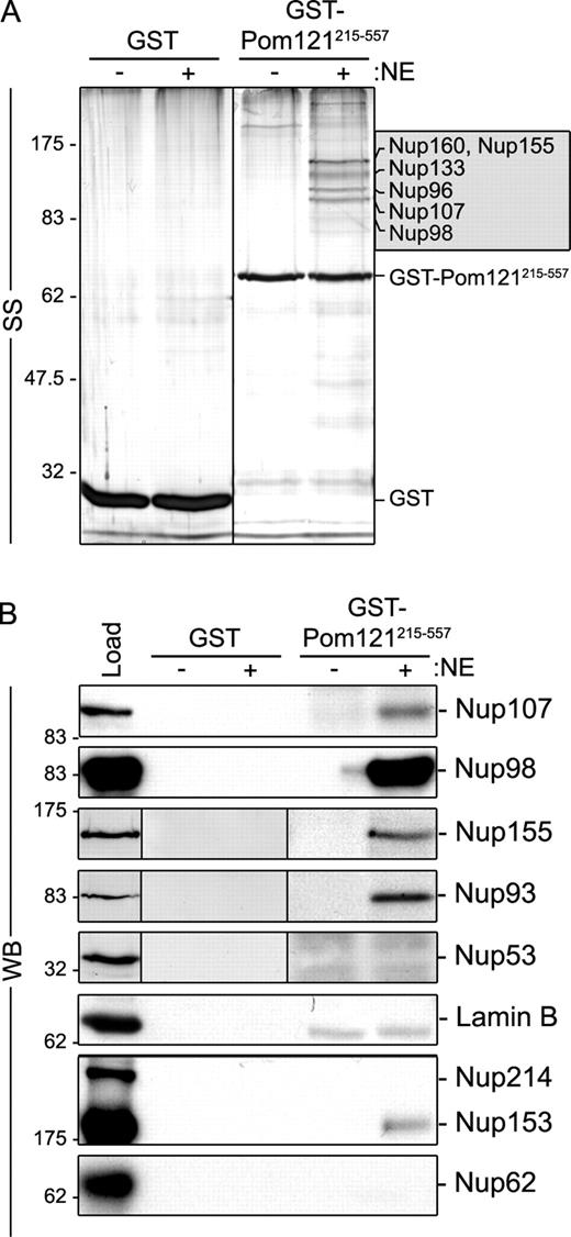 Figure 6. Pom121 interacts with Nup155 and the Nup107–160 complex in vitro. Bead-bound GST-Pom121215–557 or GST alone was incubated with (+) or without (−) rat liver NE extracts. Interacting proteins were eluted with SDS-sample buffer. Polypeptides were resolved by SDS-PAGE and visualized by silver staining (SS; A) or analyzed by Western blotting (WB; B) using antibodies directed against the indicated proteins. mAb414 was used to detect Nup62, Nup153, and Nup214. Approximately 5% of the NE extract loaded on each column was resolved in the lane marked Load. Prominent bands were analyzed by mass spectrometry (see Fig. S3) and the predominant species identified in the 90–160-kD range are indicated in the shaded box. Molecular mass markers are indicated in kilodaltons.