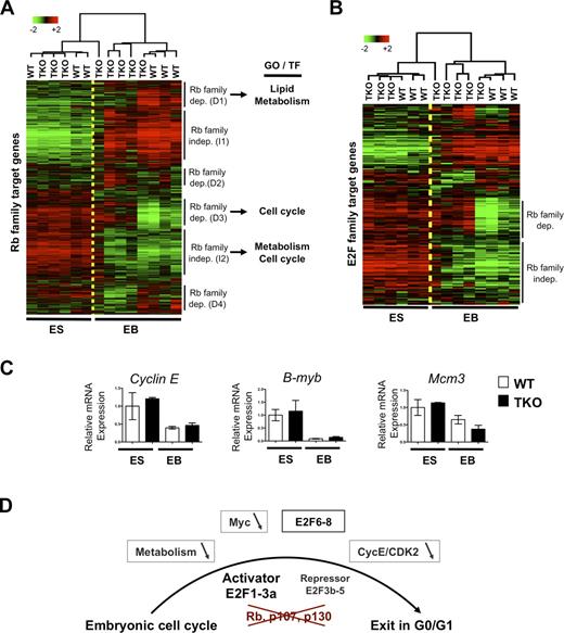 Figure 7. Repression of Rb family and E2F family transcriptional targets in differentiating TKO cells. (A) Unsupervised hierarchical clustering of the expression of 1,095 Rb family target genes in WT and TKO mESCs and EBs. Selected results from the search for GO terms and for potential TFs regulating the six clusters identified are shown on the right (see Table S6 for the list of genes in each cluster and Tables S2 and S3 for the analyses). (B) Unsupervised hierarchical clustering of the expression of E2F target genes in WT and TKO mESCs and EBs. (C) Quantitative RT-PCR analysis of three E2F target genes and three critical cell cycle regulators, Cyclin E (Ccne1), B-myb, and Mcm3, whose repression in EBs is independent of the Rb gene family. Means ± SEM are shown (error bars). (D) Possible mechanisms of G0/G1 arrest in Rb family TKO cells during embryogenesis. Loss of Rb, p107, and p130 results in the activation of activator E2Fs and the loss of repression activity in repressor E2Fs, which is thought to prevent cell cycle exit in G0/G1. Possible mechanisms underlying the cell cycle exit observed in some TKO cells during differentiation include a decreased Myc activity, a decreased CDK2 activity, repression of several E2F targets (possibly by E2F6-8), and low levels of expression of genes involved in general and lipid metabolism.
