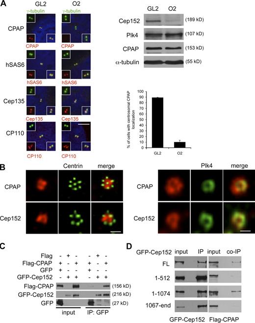 Figure 5. CPAP localization at the centrosome is dependent on Cep152. (A) U2OS cells were transfected with either GL2 or Cep152 siRNAs. Colocalizations of CPAP, hSas6, Cep135, and CP110 (red) together with γ-tubulin (green) were determined by immunofluorescence. Insets show enlargements of the merged image and individual channels. (right) Protein levels of the indicated proteins were determined by Western blotting. The graph shows a quantification of the percentage of cells with centrosomal CPAP localization. Error bars indicate SDs (n = 3). (B, left) Cep152 and CPAP costainings (red) within the flower-like centrin-2 structures (green) were depicted. (B, right) Cep152 and CPAP colocalizations (red) were performed together with HA-Plk4 (green) using anti-HA antibodies. (C) Flag-CPAP and GFP or GFP-Cep152 constructs were coexpressed in 293T cells. GFP and GFP-Cep152 were immunoprecipitated 48 h after expression. Coimmunoprecipitated Flag-CPAP was detected by Western blotting against the Flag tag. (D) Different GFP-Cep152 fragments (Fig. S3 A) were coexpressed with Flag-CPAP in 293T cells. Anti-GFP immunoprecipitates were analyzed by Western blotting for coprecipitated Flag-CPAP with anti-Flag antibodies. Bars: (A) 5 µm; (B, left) 1 µm; (B, right) 0.5 µm.