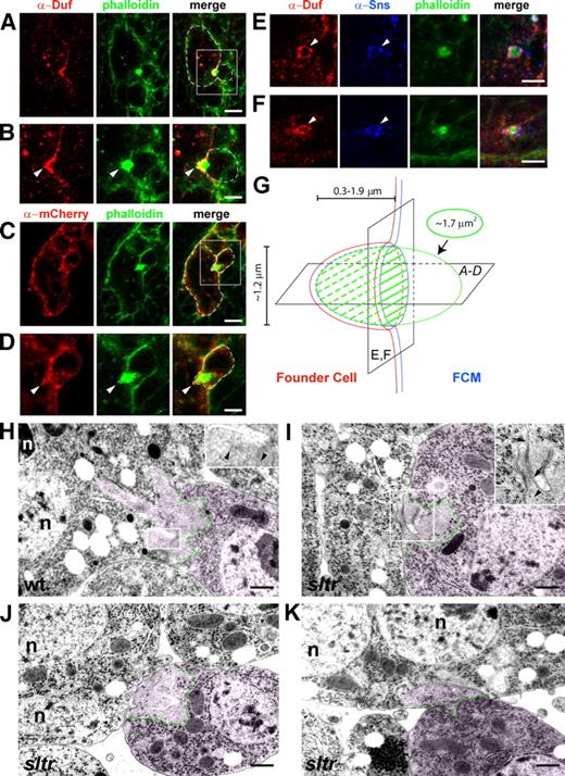 Figure 2. FCM-specific F-actin foci are invasive and the WASP complex is required for foci invasion. (A–F) Confocal images of stage 14 wild-type embryos showing horizontal (A–D) and perpendicular (E and F) pairs of founder cell/myotube and FCM. Boxed areas in A and C are magnified in B and D, respectively. Founder cells are outlined in A and C and FCMs in A–D. (A and B) An F-actin focus invading a founder cell. Embryo double labeled with α-Duf (red) and phalloidin (green). Arrowhead indicates the inward curvature on the founder cell membrane. (C and D) Membrane rearrangements at the invasive tip of an F-actin focus. Embryo expressing membrane-targeted mCherry-CAAX in all muscle cells (with twi-GAL4) labeled with α-mCherry (red) and phalloidin (green). Arrowhead indicates the invasive tip of the FCM-specific F-actin focus. (E and F) Two examples of F-actin foci encircled by cell adhesion molecules. Embryo triple labeled with α-Duf (red), α-Sns (FCM; enriched at sites of fusion; blue), and phalloidin (green). (G) Schematic drawing of the asymmetric muscle cell adhesion junction. Before fusion, an F-actin focus (green oval) forms at the tip of the FCM (right) and invades the apposing founder cell (left) to create a cup-shaped dimple. The inner wall of the cup is lined with Sns (blue), and the outer wall with Duf (red). Depending on the angle at which the FCM invasion is viewed by confocal microscopy, the cell adhesion molecules can appear as a U-shaped dimple cupping a portion of the actin focus (hatched) in a horizontal section (A–D) or overlapping rings encircling the actin focus in a perpendicular section (E and F). Numbers show average actin foci size (1.7 µm2), diameter of the adhesive rings (1.2 µm), and depth of invasion (0.3–1.9 µm). (H) Ultrastructural details of an invasive F-actin focus. An FCM (pseudo-colored pink) projects multiple F-actin–enriched invasive fingers into a binucleated myotube in a stage 13 wild-type (wt) embryo fixed by HPF/FS. Serial sections of this invasive structure are shown in Fig. S3 A. The F-actin–enriched areas within the FCMs (boundary marked by dashed green lines) are identified by their light gray coloration and lack of ribosomes and intracellular organelles. Although actin filaments (7-nm diameter) are difficult to be fixed and visualized by HPF/FS (or conventional chemical fixation) EM, magnified inset shows faint actin filaments (arrowheads) within an invasive finger. (I–K) F-actin foci fail to invade properly in sltr mutant embryos. F-actin–enriched fingers in FCMs in stage 14 sltr embryos either folded upon each other without extending toward the apposing founder cell (I and J; 8/10 actin foci analyzed show this phenotype), or appear wider and shorter than wild type (K; 2/10). Magnified inset in I shows faint actin filaments (arrowhead), as well as a portion of the founder cell membrane (arrows) pulled into the FCM territory by the folded fingers, which may account for the extensive colocalization between founder cell markers (Duf and Ants) and phalloidin staining in sltr mutant embryos revealed by confocal microscopy (Fig. 3 D and Fig. S1, B and E; Kim et al., 2007). n: founder cell/myotube nuclei (H–K). Bars: (A and C) 10 µm; (B, D, E, and F) 5 µm; (H–K) 500 nm.