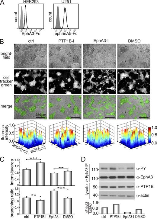 Figure 7. PTP1B activity affects Eph/ephrin-mediated cell segregation. (A) HEK293 and U251 cells were allowed to bind EphA3-Fc and ephrinA5-Fc, respectively, before labeling with Alexa Fluor 647–α-human secondary antibodies and flow cytometry analysis. (B) Cell segregation was monitored in co-cultures of U251 cells and cell tracker green–labeled HEK293 cells in the presence or absence of PTP1B inhibitor (10 µM PTP1B-I), EphA3 inhibitor (10 µM EphA3-I), or DMSO (as control for EphA3-I) for 72 h. Bright-field, fluorescence, and merged images of PFA fixed cell cultures are shown. Contour plots of cell tracker green fluorescent images were generated (MatLab) to illustrate the accumulation of HEK293 cells and the effects of the inhibitor on sorting of mixed HEK293 and U251 cell populations (bottom); their quantification is shown in Fig. S3. (C) Additional quantification of the segregation assay was performed by analyzing ratios of overall fluorescence intensity/area, and the branching ratio of fluorescent areas using ImageJ software. For each setting, cell tracker green images equivalent to 60 fields of view (as shown in B) were analyzed for n = 3 independent experiments. Mean ± SE are shown (error bars; **, P < 0.01; ***, P < 0.001). (D) Co-cultures of HEK293 and U251 cells were treated with PTP1B or EphA3 inhibitor as indicated for 48 h. Lysates and α-EphA3 immunoprecipitates were subjected to Western blot analysis with the appropriate antibodies. Levels of phosphorylated EphA3 relative to total expression were determined by densitometry. Data are representative of at least two independent experiments. Molecular mass standards are indicated next to the gel blots in kilodaltons.
