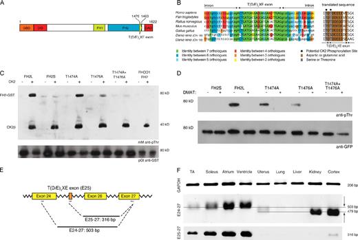 Figure 1. FHOD3 contains a novel alternative exon at the end of its FH2 domain. (A) Domain layout of the human FHOD3 splice isoform expressing the T(D/E)5XE exon (exon 26 in humans and exon 25 in rodents; Fig. S1). GBD, GTPase-binding domain; DID, diaphanous inhibitory domain; FH1/FH2, formin homology domains 1 and 2. (B) The alternative T(D/E)5XE exon of FHOD3 encodes for an evolutionarily conserved stretch of eight mainly acidic amino acids that introduce CK2 consensus sites. Lowercase letters are intronic, and capital letters represent exonic sequences. Splice acceptor and donor sites are evolutionarily conserved in all seven orthologues, with the intronic bases AG on the 5′ end and GT on the 3′ end. (C) GST fusion proteins of the FHOD3-FH2 domain containing (FH2L) or excluding (FH2S) the alternative T(D/E)5XE exon, as well as threonine to alanine mutants of the predicted target threonines (T1474, T1476, or both), and the FHOD1-FH2 domain were tested for CK2 in vitro phosphorylation. FH2L, but not FH2S or FHOD1-FH2, was phosphorylated by CK2. Mutation of T1474 or T1476 to alanine reduced phosphorylation slightly or greatly, whereas mutation of both residues completely abolished the phosphorylation. mM, monoclonal mouse. (D) A similar phosphorylation pattern to that seen in vitro could also be demonstrated in COS-1 cells transfected with different GFP-tagged FHOD3 constructs and was abolished by treatment with 10 µM of the CK2 inhibitor DMAT for 24 h before lysis. The signal for GFP is shown as a loading control below. (E) Schematic view of the primer sets used for the RT-PCRs. (F) RT-PCR to test for tissue-specific expression of the alternative T(D/E)5XE exon. The amount of template mouse cDNAs was normalized against glycerine aldehyde 3-phosphate dehydrogenase (GAPDH). The specificity of the T(D/E)5XE exon for striated muscle can either be seen with primer set E25-27 or, because of the difference in the electrophoretic mobility, with primer set E24-27. The top line points out the 503-bp fragment, and the bottom line indicates the 479-bp fragment, which are also indicated by the arrows. TA, tibialis anterior.