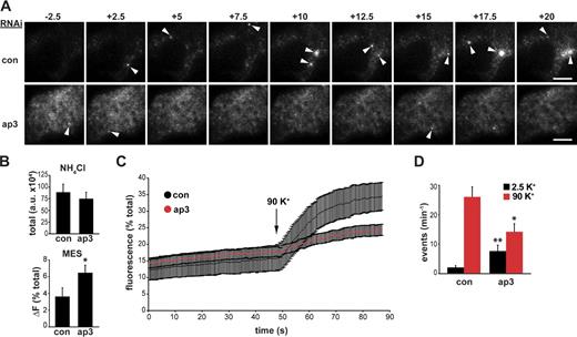 Figure 5. AP-3 RNAi dysregulates the exocytosis of VMAT2. PC12 cells were transfected with 50 nM AP-3δ or control siRNA, cotransfected 2 d later with the same siRNA and VMAT2 containing a lumenal pHluorin (VMAT2-pHluorin), then imaged live by TIRF microscopy after an additional 2 d. Basal exocytosis of VMAT2-pHluorin was measured in Tyrode’s solution containing 2.5 mM K+, and release was stimulated in Tyrode’s with 90 mM K+ for 60 s. (A) Representative images acquired before and after depolarization show increased baseline fluorescence and fewer stimulated events (arrowheads) after transfection with AP-3 siRNA (Videos 1 and 2). (B) Total VMAT2 fluorescence was revealed by alkalinization in Tyrode’s solution containing 50 mM NH4Cl, pH 7.4 (top), and surface VMAT2-pHluorin revealed by acidification in Tyrode’s with 25 mM MES, pH 6.5 (bottom). AP-3δ RNAi increases the surface fraction of VMAT2 in cells despite expression equivalent to transfection with control siRNA. *, P < 0.05 relative to control by two-tailed Student’s t test (n = 12 for control and 14 for AP-3 siRNA). (C) Whole cell fluorescence expressed as a percentage of total fluorescence (revealed in NH4Cl) shows a robust response to depolarization with 90 mM K+ (arrow) in control cells but a greatly impaired response after AP-3 siRNA. The traces indicate the mean values of 12 individual traces for control and 14 for AP-3 RNAi cells. (D) The quantification of individual exocytotic events shows increased basal VMAT2-pHluorin exocytosis with AP-3 RNAi but a reduction in stimulated exocytosis. *, P < 0.02; **, P < 0.002 (relative to control by two-tailed Student’s t test; control, n = 31; AP-3, n = 19). Error bars indicate SEM. Bars, 5 µm.