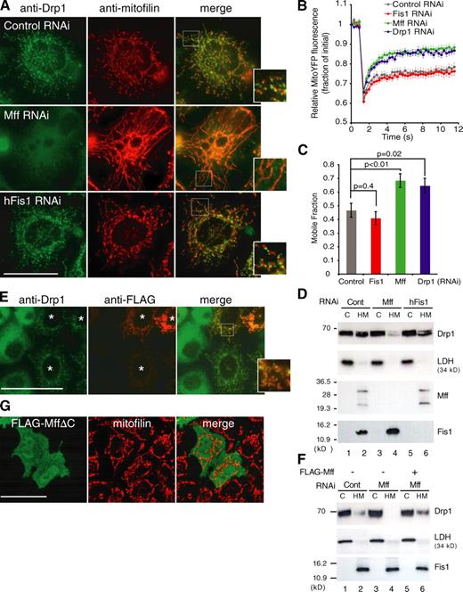 Figure 1. Mff siRNA compromises mitochondrial localization of Drp1. (A) Control, Mff, or Fis1 RNAi HeLa cells were analyzed by immunofluorescence microscopy using anti-Drp1 antibody (green) and antimitofilin antibodies (red). Magnified images are shown in insets. (B and C) Mitochondrial network connectivity in either control, Fis1, Mff, or Drp1 RNAi HeLa cells transfected with mito-YFP. In brief, a 2.1-µm circle containing multiple mitochondria was photobleached and monitored for recovery (Fig. S2). The normalized and photobleach corrected curves (B) or mobile fractions (C) represent the mean ± SEM of 60 individual FRAP curves from two independent experiments (30 FRAP curves per experiment). The results were analyzed by the Student’s t test, and p-values are noted on the figure. (D) HeLa cells transfected with the indicated siRNAs were fractionated into cytosol (C) and heavy membrane (HM) fractions, which were analyzed by Western blotting using the indicated antibodies (cytosol/heavy membrane = 1:5 in volume equivalents). Five times the volume equivalent of heavy membrane fraction versus cytosol fraction was loaded to show the difference on mitochondrial recruitment of Drp1 in control (Cont) and Mff RNAi cells. Lactate dehydrogenase (LDH) is a cytosolic marker. (E) Mff RNAi cells were transfected with FLAG-Mff and subjected to immunostaining with anti-Drp1 (green) and anti-FLAG (red) antibodies. Asterisks indicate FLAG-Mff–expressing cells. (F) HeLa cells subjected to the indicated manipulations were fractionated and analyzed as in D. Cytosol/heavy membrane = 1:3 in volume equivalents. (G) FLAG-Mff mutant lacking a TMD (MffΔC) was expressed in HeLa cells. After incubation for 24 h, the cells were fixed and immunostained with anti-FLAG antibody (green) and antimitofilin antibodies (red). Bars, 20 µm.