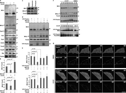 Figure 1. Mitochondrial depolarization induces selective degradation of mitofusins by Parkin. (a) Whole cell lysates of SH-SY5Y cells (30 µg of proteins) were subjected to SDS-PAGE after treatment with DMSO (control), CCCP (depolarized), or CCCP with a proteasomal inhibitor, MG132. Immunoblotting results show the stability of mitofusin 1 (Mfn1), mitofusin 2 (Mfn2), Opa1, Fis1, Drp1, VDAC, Tim23, Hsp60, Bip, and Parkin. CCCP, 20 µM for 2 h; MG132, 30 µM, 30 min prior and with CCCP. A single asterisk on the Mfn2 panel indicates a nonspecific band and the double asterisks indicates a cross-reactive band to Mfn1 (Fig. S1, a and b). Opa1 shows conversion from a long form (L) to a shorter form (S) upon depolarization. (b) The average of the Mfn1 or Mfn2 levels normalized to the level of Tim23 is presented with standard deviation indicated by the error bars. Each graph was generated from three independent experiments as described for panel a. The protein levels in control (nontreated) cells were set as 1. (c) Whole cell lysates (30 µg of proteins) of SH-SY5Y cells subjected to SDS-PAGE after treatments with DMSO, Rotenone, or Paraquat are shown. An asterisk on the Mfn2 panel indicates a nonspecific band and the double asterisks indicate a cross-reactive band to Mfn1. Rotenone, 100 nM for 24 h; Paraquat, 2 mM for 24 h. (d) Whole cell lysates (10 µg of proteins) of HeLa cells or HeLa cells stably transfected with YFP-Parkin were subjected to SDS-PAGE after treatment with DMSO, CCCP, or CCCP with MG132. An asterisk on the Mfn2 panel indicates a nonspecific band and the double asterisks indicate a cross-reactive band to Mfn1. CCCP, 10 µM for 90 min; MG132, 30 µM, 30 min prior and with CCCP. (e) The average of Mfn1 or Mfn2 levels normalized to the level of Tim23 is presented with standard deviation indicated by the error bars. Each graph was generated from three independent experiments from d. The protein levels in control (nontreated, HeLa cells stably transfected with YFP-Parkin) cells were set as 1. Molecular mass is indicated in kilodaltons next to the gel blots. (f) Whole cell lysates of HeLa cells stably transfected with YFP-Parkin (top, 10 µg of proteins) were fractionated into mitochondrial and the postmitochondrial fractions (bottom). The asterisk on the Mfn2 panel indicates a nonspecific band, and the double asterisks indicate a cross-reactive band to Mfn1. CCCP, 10 µM. (g) HeLa cells transiently expressing Mfn2-YFP and mCherry-Parkin were treated with DMSO or CCCP. After 30 min of CCCP or DMSO treatment (time 30’), live cell images were captured every 5 min by confocal microscopy. CCCP, 10 µM. Bar, 10 µm.