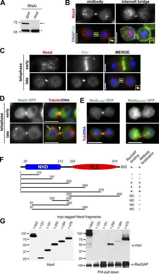 Figure 2. The Nesd N-terminal domain is required for midbody localization and interaction with centralspindlin. (A) Western blot analysis of Nesd protein levels in Drosophila S2 cells treated for 72 h with either GFP (control) or nesd dsRNA. The arrow marks the band corresponding to the Nesd protein, whereas the asterisk marks a nonspecific band used as a loading control. (B) Drosophila S2 cells were fixed and stained to detect Nesd, tubulin (Tub), and DNA. (C) Drosophila S2 cells were fixed and stained to detect Nesd, Pav-KLP (Pav), and DNA (blue in the merged image). The punctate staining in the red channel of the early telophase cell is not specific because it is not eliminated after nesd RNAi (Fig. S1 B). Bars, 5 µm. (B and C) Insets show magnifications of the midbody. (D) Drosophila S2 cells stably expressing Nesd::GFP were fixed and stained to detect GFP, tubulin, and DNA. The arrowhead marks Nesd localization to the midbody ring, whereas the arrow indicates a midbody remnant. (E) Drosophila cells stably expressing two Nesd fragments (1–292 and 293–602) tagged with GFP were fixed and stained to detect GFP, tubulin, and DNA. (B, D, and E) Bars, 10 µm. (F) Schematic representation of the midbody localization and interaction with RacGAP50C of several Nesd fragments. The positions of the NHD and PLD are indicated. Nesd fragments were tagged at either the N or C terminus with GFP, and their localizations were then analyzed in S2 cells. C-terminal myc-tagged Nesd fragments were used to test the interaction with RacGAP50C. (G) Drosophila S2 cells stably expressing RacGAP::PrA were transfected with the indicated myc-tagged Nesd fragments, and protein extracts were analyzed by Western blotting using an anti-myc (α-myc) antibody (input). The same extracts were then subject to PrA pull-down assay, and the presence of myc-tagged fragments in the pull-down was detected by Western blotting. The numbers on the left indicate the sizes in kilodaltons of the molecular mass markers.