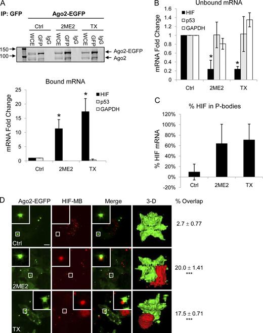 Figure 5. HIF-1α mRNA is sequestered to P-bodies upon microtubule disruption. (A) HeLa–GFP-Ago2 cells treated with 25 µM 2ME2 or 25 nM TX overnight, lysed, and immunoprecipitated (IP) using an anti-GFP antibody. Ago2 protein was detected by immunoblotting. Ago2-bound RNA was extracted, and HIF-1α, p53, and GAPDH expression is displayed as mean fold change ± SEM (n = 3; *, P < 0.05). (B) RNA from Ago2 unbound lysates was processed as in A (n = 3; *, P < 0.05). (C) Bar graph showing the percentage of HIF-1α mRNA localized to P-bodies after the indicated drug treatments. (D) HeLa–GFP-Ago2 cells transfected with 100 nM HIF-1α MB (red) and treated with 100 nM TX or 100 µM 2ME2 for 1 h. Bar, 10 µm. Right column shows the percentage of overlap (mean ± SEM; n = 3) between Ago2 foci and HIF-1α MB (***, P < 0.001; Videos 6 and 7).