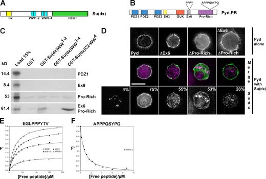 Figure 6. The Ex6 and Pro-Rich domains of Pyd mediate the interaction with Su(dx). (A) Schematic representation of the E3 ubiquitin ligase Su(dx). C2 phospholipid-binding domain, WW protein interaction domains, and the catalytic HECT domain are indicated. (B) Schematic representation of Pyd/ZO-1 indicating candidate WW domain–interacting motifs. (C) Fragments of Pyd, as indicated, were tested for binding to GST fusion proteins containing the WW domains of Su(dx). Autoradiograph of 35S-labeled input proteins (input, left) and of eluted bound fractions from the indicated combinations. Only fragments containing both Ex6 and Pro-Rich domains were retained by GST-Su(dx)-WW. Weak binding was detected with the Pro-Rich domain alone, and no specific binding was detected with other domains (PDZ2, PDZ3, SH3, and GUK; not depicted). (D) Pyd domains required for Su(dx) recruitment. Su(dx) (HA-tag: purple, middle; white, bottom) is recruited by full-length and, to a lesser extent, by ΔPro-Rich or by ΔEx6 Pyd variants but not by ΔEx6ΔPro-Rich (GFP tags: green, middle). (top) S2 cells transfected with the Pyd constructs only and stained for GFP (white). Percentages in the bottom images indicate percentage of transfected cells with some HA-Su(dx) detected at the cell cortex as the mean of more than three experiments. Bar, 7 µm. (E and F) Tryptophan fluorescence change upon titration of Su(dx) WW domains with synthetic Pyd-derived peptides. Single (WW1 and WW2) and paired (WW1–2 and WW3–4) WW domains were tested with peptide sequences EGLPPPYTV (E) and APPPQSYPQ (F). F′ are normalized fluorescence values. The data were fitted to a single-site binding model, as described in Materials and methods, to obtain Ka (association constant) and converted to Kd (dissociation constant). Errors of fit are smaller than SDs from multiple experiments; SD and mean Kd values are reported in Table S1 for each WW domain–peptide combination.