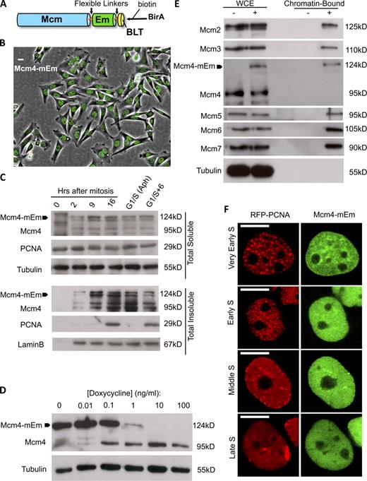 Figure 1. Characterization of cell lines. (A) Structure of Mcm-fluorescent protein (Mcm-mEm) fusion proteins. Each Mcm-mEm contains a full-length Mcm2-7 cDNA (Kimura et al., 1996), followed by a flexible linker, the fluorescent protein, a second flexible linker, and an optimized peptide substrate (BLT) for the E. coli biotin ligase enzyme (BirA). (B) Homogenous expression of Mcm4-mEm. After transfection of the expression cassette shown in A, cells were selected in the presence of dox to establish cell lines in the absence of Mcm-mEm expression. Dox was then removed from aliquots of each cell line for 48 h to induce tagged protein. Shown is Mcm4-mEm fluorescence merged with a phase contrast image. Bar, 10 µm. (C) Cell cycle regulation of soluble and insoluble fractions of endogenous and tagged Mcm4-mEm. Cells were synchronized in mitosis by shake-off and detergent-extracted at the indicated times after replating. Aliquots of cells were plated into aphidicolin for 16 h to arrest cells at the G1/S phase border (G1/S Aph), and a portion of those cells were released into S phase for 6 h (G1/S+6). The soluble and insoluble fractions (Fig. S4 A) were subjected to immunoblotting with the indicated antibodies. Both tagged and endogenous Mcm4 are completely soluble and exhibit a molecular weight shift during mitosis, as expected (Pereverzeva et al., 2000; Okuno et al., 2001). During G1, both tagged and endogenous Mcm4 present as a doublet band when sufficient care is taken to inhibit phosphatases, as expected (Komamura-Kohno et al., 2006). Insoluble PCNA tracks S phase; note that aphidicolin arrest results in increased detergent extractability of PCNA. β-Tubulin and LaminB are used as loading controls for the soluble and insoluble fractions, respectively. Both tagged and endogenous Mcm4 are reduced in the insoluble fraction 6 h after release from aphidicolin, as expected (Okuno et al., 2001). (D) Autogenous regulation of Mcm4-mEm. Mcm4-mEm–expressing cells were grown in the indicated concentrations of dox, and whole cell extracts were subjected to immunoblotting with an anti-Mcm4 antibody. Anti–β-tubulin was used as a loading control. (E) Coprecipitation of Mcm4-mEm with endogenous Mcm subunits in chromatin from late G1 phase cells. Cells either expressing (+) or not expressing (−) Mcm4-mEm were synchronized in mitosis and collected 8 h after release into G1 phase, and Mcm4-mEm (indicated with a black arrow) was precipitated from the solubilized chromatin fragments (Chromatin-Bound; Fig. S4 A). Whole cell extracts (WCE) from the same cells are also shown. Mcm4-mEm–expressing cells were grown in 0.5 ng/ml dox for 24 h before harvesting to eliminate all cytoplasmic Mcm4-mEm expression. Note that endogenous Mcm4 did not pull down with the tagged Mcm4, which indicates that double hexamers containing both tagged and untagged subunits are rare under these conditions, but this does not imply that they do not exist. Their abundance may depend on the ratio of tagged and untagged proteins bound to chromatin (e.g., see Fig. S4 C). (F) RFP-PCNA displays cell cycle–dependent punctate patterns in Mcm-mEm cell lines. Shown are cells in very early (initial appearance of PCNA foci), early, mid, or late S phase displaying the characteristic spatial patterns of PCNA (red) at sites of ongoing DNA synthesis. Note that Mcm4-mEm (green) is distributed heterogeneously in very early S phase but more homogeneously as S phase proceeds. PCNA is distributed uniformly in both G1 and G2 phase (Fig. 2, B and C). Bars, 10 µm.