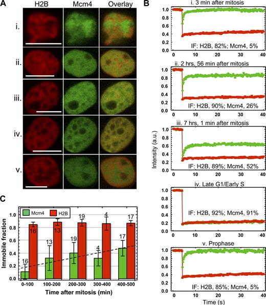 Figure 5. Mcm4 is cumulatively loaded onto chromatin throughout G1 phase. (A) A cell line stably expressing Mcm4-mEm and H2B-mCherry fusion proteins was established, and FRAP experiments were conducted at various times after mitosis (operationally defined here as the time at which Mcm4 was observed to reenter the cell nucleus after nuclear membrane reformation). H2B, Mcm4, and overlay images are shown for five representative cells (i–v) at different time points after mitosis. Bars, 10 µm. (B) FRAP curves and IFs for H2B-mCherry and Mcm4-mEm are shown for the five representative cells in A. (C) Using the Mcm4-mEm/H2B-mCherry cell line, 71 cells underwent FRAP experiments between 0 and ∼500 min after mitosis, and the IF was calculated for both Mcm4 and H2B. Although it is difficult to track the entire length of G1 phase by this method, a linear slope fit (broken line) to all 71 data points would extrapolate to ∼70% Mcm4 loaded by 700 min, which is close to the length of G1 phase and is consistent with cells deemed to be in very late G1 phase by H2B colocalization (Fig. S5 B).