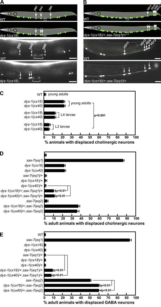 Figure 2. Mutations in dys-1 cause defects in maintaining neuronal positions. (A and B) Schematics and corresponding micrographs of VNC cholinergic neurons, as visualized in a young adult wild-type (WT) and dys-1(cx18) animal expressing the Punc-129::gfp marker (A) and VNC GABA neurons, as visualized in a young adult wild-type and a dys-1(cx18)/+;sax-7(eq1)/+ animal expressing UNC-47::GFP (B). The brackets in A mark the vulval muscles, which also express unc-129::gfp. The green dots and lines represent the neuronal cell bodies and axonal processes, respectively. (C–E) The cholinergic neurons DB5, DA5, and DB6 and GABA neurons VD11, VD12, DD6, and VD13 are stereotypically positioned in wild-type animals (see Materials and methods; Fig. S4). The relative positions of the cholinergic neurons are altered in >20% dys-1 adult animals, a phenotype that is less prevalent in dys-1 larvae (C), suggesting a positional maintenance role for dys-1. The quantification of young adult animals exhibiting displaced cholinergic (D) and GABA (E) neurons in dys-1 and sax-7 mutant backgrounds reveals a genetic interaction between dys-1 and sax-7. Error bars show the standard error of the proportions of three sample sets in which n = 100 in each set. The p-values in C–E show the statistical significance as assessed by the Z test between the indicated strains. Bars, 10 µm.