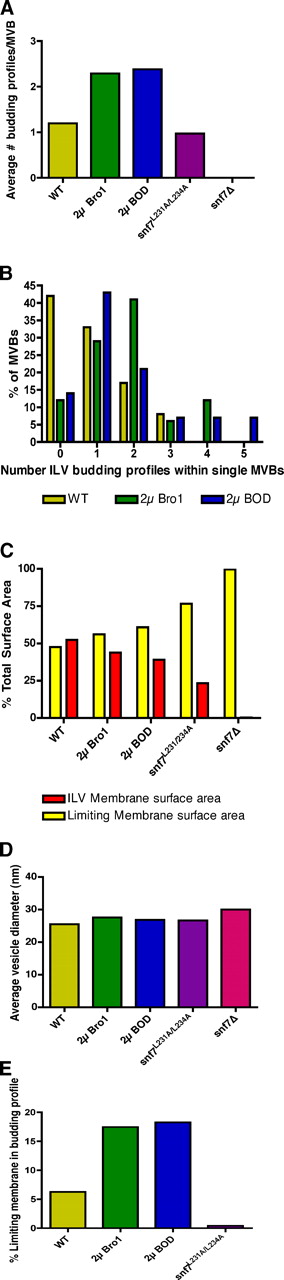 Figure 5. Quantitation of endosome morphology and vesicle budding profiles. Quantitation of the mean number of ILV budding profiles observed per MVB (A) versus the frequency distribution of the number of ILV budding profiles observed per MVB (B) observed in tomograms. Quantitation of the relative percentage of limiting versus lumenal membrane surface areas (C) and the mean ILV diameters (D) observed in tomograms. (E) The percentage of the limiting membrane incorporated into ILV budding profiles was measured for each strain. Note that no ILV budding profiles were seen for snf7Δ cells, but five freely detached ILVs were observed at the periphery of a class E compartment in a single tomogram of snf7Δ cells (Fig. S5); the rarity of this occurrence is reflected by the observation that the membrane surface area of these ILVs comprised 0.27% of the total endosomal membrane surface area in this strain. Tomograms for 12, 14, and 17 MVBs were prepared and modeled for wild-type cells, cells overexpressing the Bro1 domain, and cells overexpressing full-length Bro1, respectively. Four individual tomograms were prepared and modeled for snf7L231A/L234A cells, which contained a total of 33 MVB, VTE, and cisternal structures. Three individual tomograms were generated and modeled for snf7Δ cells, each containing E compartments that were composed of multiple cisternal stacks and occasionally also spherical endosomal membranes. Methods used for the preparation of the tomograms that were used to generate the measurements shown in this experiment are described in detail in the Materials and methods section.