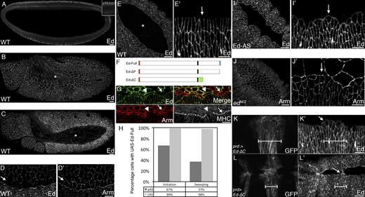 Figure 1. Ectopic expression of Ed in the amnioserosa blocks actomyosin cable assembly and retains Ed at the DME cell leading edge. (A–C) Wild-type (WT) embryos stained for Ed. (A) Cellularization stage; inset shows magnified view of dorsal cells. (B) Stage 8 (germ band extension). Ed is detectable in all epidermal and amnioserosa (*) cells. (C) Stage 11 (extended germ band). Ed levels are decreased in the amnioserosa (*). (D and D’) Wild-type (initiation phase) embryo stained for Ed (D) and Armadillo (Arm; D’). The pAS cells have little or no detectable Ed (arrows), whereas the remaining amnioserosa cells still show some Ed. (E and E’) Wild-type (sweeping phase) embryo stained for Ed. (E’) Magnified view of the DME cells. Ed is absent from the amnioserosa (*) and DME cell leading edge (arrow). (F) Diagram of transgenic Ed proteins. (G) Zippering phase embryo expressing Ed-Full in the amnioserosa under the control of c381-GAL4, stained for Ed (green), Arm (red), and MHC (gray). As shown by the colocalization of Ed and Arm, most pAS cells fail to express Ed-Full (merge, arrow), but one pAS cell expresses Ed (merge, arrowhead). The DME cells adjacent to the latter fail to assemble an actomyosin cable (MHC, arrowhead). (H) Percentage of peripheral (pAS) or central (cAS) amnioserosa cells expressing Ed-Full. For initiation, n = 151 pAS cells and 598 cAS cells; for sweeping, n = 120 pAS cells and 522 cAS cells. (I and I’) Sweeping phase embryo expressing Ed-ΔC in the amnioserosa and stained for Ed. (I’) Magnified view of the leading edge. Endogenous Ed is maintained at the DME cell leading edge, and the DME cells fail to elongate along the DV axis (arrow). (J and J’) Sweeping phase edM/Z embryo stained for Arm. (J’) Magnified view of the DME cells. The DME cells (arrow) fail to elongate along the DV axis. (K and K’) Sweeping phase embryo expressing Ed-ΔC in paired expression stripes (bars) stained for GFP (K) and Ed (K’). The DME cells adjacent to the pAS cells expressing Ed-ΔC maintain endogenous Ed at their leading edge and gain a migrational advantage over the flanking DME cells (K’, arrow). (L and L’) Termination phase embryo expressing Ed-ΔC in paired expression stripes (bars) stained for GFP (L) and Ed (L’). Ed-ΔC expressing cells make premature contact at the dorsal midline (L’, arrow). The brightness of A was increased using the “Levels” function in Photoshop (Adobe). See Figs. S1 and S2. Bars: (A–E, I, J, and L’) 20 µm; (E’, G, I’, J’, and K’) 10 µm.