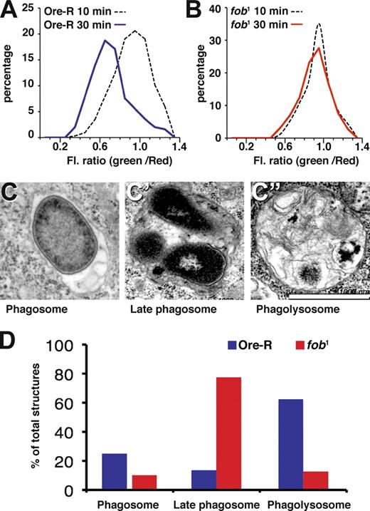 Figure 3. fob phagosomes fail to mature. Double-labeled bacteria were allowed to internalize for 10 min (broken line) or 30 min (solid line), and images were captured for 15 min. The distribution of fluorescence ratios is shown for Ore-R (A) and fob1 (B). The fluorescence ratio relates to pH as shown in Fig. S1. (C) Electron micrographs of phagosomes detected after a 30-min chase of phagocytosed E. coli. Phagosomal structures were broadly classified in three categories based on their ultrastructural appearance: phagosome (C), late phagosome (C′) and phagolysosomes (C′′). Bar, 1 µm. (D) Relative distribution of different categories of phagosomes in Ore-R and fob1. Data were collected from two independent sets of experiments with equivalent results. Quantification was performed in triplicate with a representative example shown in D.