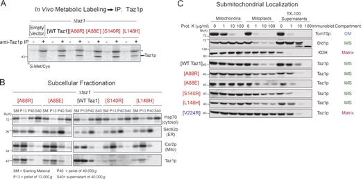 Figure 3. The BTHS mutant tafazzins localize to and within mitochondria normally. (A) Immunoprecipitation (IP) of Taz1p from the indicated metabolically labeled yeast extracts. The asterisk highlights a nonspecific band. (B) Subcellular fractions were prepared from the indicated yeast strains through a series of differential centrifugations. 25 µg of each fraction was separated by SDS-PAGE and analyzed by immunoblotting using antisera specific for the indicated subcellular organelle. (C) Submitochondrial localization of wt and BTHS mutant tafazzins. Intact mitochondria, mitochondria subjected to osmotic shock (mitoplasts), or mitochondria solubilized with 0.1% TX-100 were incubated alone or in the presence of the indicated concentration of proteinase K. 50 µg/lane wt Taz1p and 100 µg/lane BTHS mutants were resolved by SDS-PAGE and immunoblotted as indicated. For simplicity, only one set of control immunoblots is shown. The controls for every source of mitochondria are provided in Fig. S2. The four BTHS mutants being characterized in the present study are shown in red. The previously characterized matrix-mislocalized BTHS mutant tafazzin is shown in purple. KDH, α-ketoglutarate dehydrogenase. Mito, mitochondria. (A–C) n = 3.