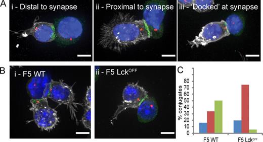 Figure 3. Lck is required for complete polarization and docking of the centrosome to the immunological synapse. (A) Merged immunofluorescence projections of centrosome polarization phenotypes seen in F5 CTL conjugates with the centrosome distal, proximal, or docked at the synapse (i.e., with γ-tubulin contacting the plasma membrane marker CD8), with cells labeled with antibodies against talin (green), γ-tubulin (red), and CD8 (white). Nuclei are stained with Hoechst (blue). (B) Representative images of centrosome polarization observed in WT and Lckoff CTLs. Every image (A and B) is a merge of four channels collected from z stacks. (C) Quantitation of centrosome polarization for F5 WT (n = 112) and F5 Lckoff (n = 103) from data analyzed in 3D showing the percentage of conjugates with the centrosome distal (blue), proximal (red), or docked (green) at the synapse. A two-tailed Student’s t test for loss of centrosome docking in Lckoff samples compared with WT gave a statistical significance of P = 10−4. Centrosome polarization was also quantitated in three independent experiments without 3D reconstruction (Fig. S3). Bars, 5 µm.