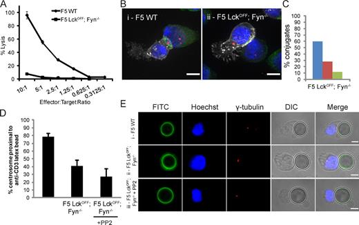 Figure 7. Lck- and Fyn-deficient CTLs cannot polarize their centrosome toward antigen-presenting targets or anti-CD3 beads. (A) Killing assay of F5 WT (diamonds) and Lckoff Fyn−/− (squares) CTLs using NP68-pulsed EL4 as targets. Error bars show standard deviations from triplicates. (B) Representative immunofluorescence images of centrosome polarization observed in WT and Lckoff Fyn−/− F5 CTLs with NP68-pulsed EL4 targets. Cells are labeled with antibodies against talin (green), γ-tubulin (red), and CD8 (white). Nuclei were stained with Hoechst (blue). Bars, 10 µm. (C) Quantitation of centrosome position relative to the synapse in conjugates formed between EL4-pulsed targets and F5 Lckoff Fyn−/− (n = 103) CTLs from 3D reconstructions from the same experiment shown in Fig. 3 C showing distal (blue), proximal (red), or docked (green) centrosomes at the synapse. A two-tailed Student’s t test for loss of centrosome docking in Lckoff samples compared with WT gave a statistical significance of P = 0.007. Lckoff Fyn−/− formed conjugates with similar frequency (31%; n = 317) to WT CTLs (33%; n = 424). Centrosome polarization was also quantitated in three independent experiments without 3D reconstruction (Fig. S3). (D) Quantitation of centrosome position relative to anti-CD3 antibody–coated latex beads for F5 WT (n = 400), Lckoff Fyn−/− (n = 400), and Lckoff Fyn−/− + PP2 (n = 300) CTL conjugates. Error bars show the standard deviation from the means from at least three independent experiments. A two-tailed Student’s t test for loss of centrosome docking in Lckoff and Lckoff Fyn−/− samples compared with WT gave statistical significances of P = 0.0006 and P = 0.007, respectively. (E) Representative images of F5 CTLs from WT, Lckoff Fyn−/−, and Lckoff Fyn−/− + PP2 conjugated to anti-CD3 antibody–coated latex beads labeled with Hoechst (blue) and antibodies against γ-tubulin (red) and anti–rat-FITC (green) viewed by differential interference contrast (DIC) and merged. Also see Fig. S2. Bars, 5 µm.