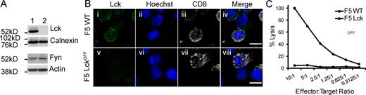Figure 1. F5 Lckoff CTLs lack killing ability. (A) Western blot of CTL lysates (7 d after stimulation) for F5 WT (1) and Lckoff (2) CTLs probed with antibodies as shown. (B) Immunofluorescence images displaying flattened z stacks of conjugated F5 WT and Lckoff CTLs with NP68-pulsed EL4 targets labeled for Lck (green, i and v), nuclei (blue, ii and vi), and CD8 (white, iii and vii). (C) Killing assay of WT (diamonds) and Lckoff (squares) F5 CTLs using NP68-pulsed EL4 as targets. Error bars show standard deviation from the means of triplicates. The assay is representative of over three independent experiments. Also see Fig. S1. Bars, 10 µm.