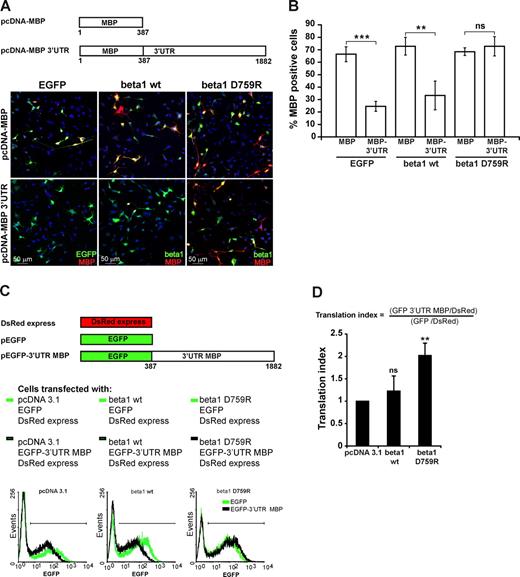 Figure 2. Integrin activation specifically enhances translation of mRNA containing the MBP 3′UTR. (A) Oli-neu cells cotransfected with pcDNA-MBP or pcDNA-MBP-3′UTR in combination with pEGFP-C1, wild-type β1-integrin, or the β1(D759R) and stained for EGFP or β1-integrin (green) and MBP (red) as indicated. Note the increased expression of MBP from the pcDNA-MBP-3′UTR construct only in cells expressing the D759R mutant. (B) Quantification of the experiment shown in A. For each experiment at least 100 cells were analyzed and the mean percentage of EGFP+ or β1+ cells expressing MBP were plotted ±SD. Statistical significance was analyzed by Students t test. **, P < 0.01; ***, P < 0.001. Note that coexpression with β1(D759R) reverses the inhibitory effect of the 3′UTR of MBP mRNA on MBP expression. (C) Analysis by flow cytometry of EGFP expression in Oli-neu cells triple transfected with pEGFP or pEGFP-MBP-3′UTR in combination with an empty vector (pcDNA3.1), wild-type β1-integrin, or β1(D759R) and a DsRed-expressing vector as a control for transfection efficiency (see Fig. S1). Note that β1(D759R) specifically enhances the translation of the EGFP variant containing the 3′UTR of MBP mRNA, as shown in the right plot by the shift to the right of the black histogram relative to the green histogram (that shows the control level of EGFP expression as seen in the cells transfected with the pEGFP). (D) The translation index calculated from the experiment in C as described in Materials and methods, with values being mean ratios from three independent experiments ±SD. Statistical significance was analyzed by one-way ANOVA followed by a Tukey’s multiple comparison test. **, P < 0.01. Note the significant increase in translation only in cells expressing the activated integrin.
