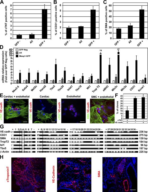 Figure 2. Isolation and functional characterization of early Mesp1-GFP–expressing cells. (A–C) Expression of cardiovascular markers after 8 d of differentiation of the indicated cell populations isolated at D3. Cardiac and endothelial differentiation were quantified by FACS using a cardiac-specific isoform of the troponin T (cTNT; A) and the endothelial marker CD31 (B). SMC differentiation was assessed by counting the percentage of cells expressing smooth muscle actin (SMA) on cytospin slides (C; also see Fig. S1 A). n = 4. (D) Relative mRNA expression of cardiovascular markers in Mesp1-GFP positive–derived cells (black bars) and in all sorted cells (gray bars) assessed by real-time RT-PCR 8 d after replating. Results are normalized to the expression of the different transcripts in the Mesp1-GFP negative (Neg)–derived cells (white bars). n = 4. (E) Immunostaining for cTNT (CMs), VE-cadherin (VE-cadh; ECs), and SMA (SMCs) in individual colonies obtained after the replating at the clonal density of isolated Mesp1-GFP cells at D3 and cultured for 13 d. Bars, 50 µm. (F) Quantification of colonies expressing cardiovascular (cTNT and VE-cadherin), cardiac (cTNT), and endothelial (VE-cadherin) markers as obtained in E. n = 3. (G) RT-PCR analysis of cardiovascular markers in colonies derived from a single Mesp1-GFP isolated cell in 96 wells after 13 d of differentiation. Only clones positive for β-actin are shown, with dividing lines indicating the removal of intervening lanes from the gels. Samples tested in different experiments are shown as distinct panels with their respective positive (+) and negative (−) control samples. (H) Cardiovascular potential of Mesp1-GFP isolated cells at D3 of ESC differentiation, which were transplanted under the kidney capsule of nonobese diabetic/severe combined immunodeficient mice. Cardiovascular differentiation was assessed after 4 wk by immunostaining for cTNT, VE-cadherin, and SMA. n = 3. Bars, 100 µm. Error bars indicate means ± SEM.