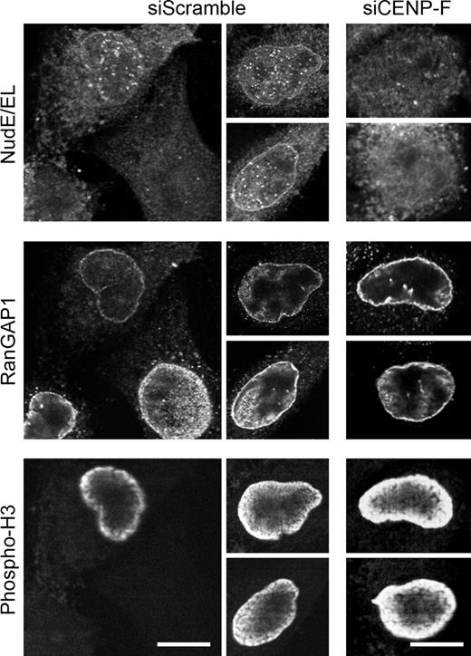 Figure 3. CENP-F depletion impairs the NE localization of NudE/EL at the G2/M transition in HeLa cells. HeLa cells transfected with scramble or CENP-F siRNA duplexes were preextracted, fixed, and stained with anti-NudE/EL, anti-RanGAP1, and anti–phospho-H3 antibodies. Bars, 10 µm. See also Fig. S2.