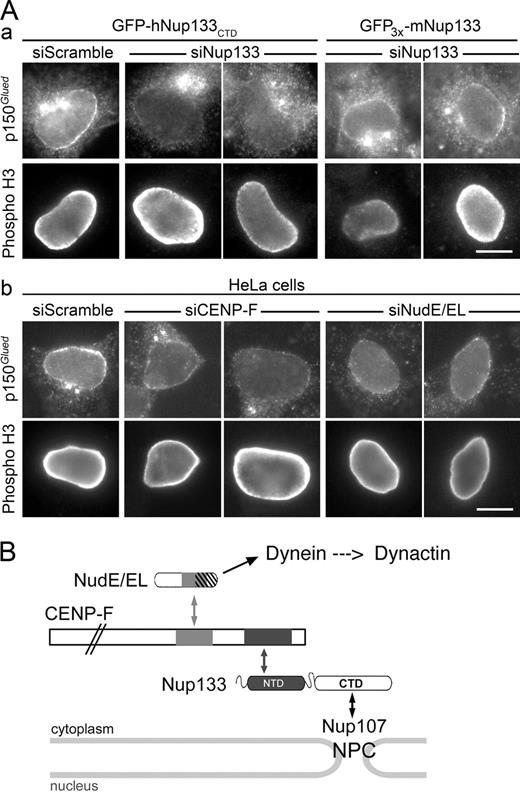 Figure 4. hNup133 contributes to dynactin anchoring at the NE at the G2/M transition via CENP-F and NudE/EL. (A) GFP-hNup133CTD or GFP3x-mNup133 cells (a) or wild-type HeLa cells (b) transfected with the indicated siRNA duplexes were processed for immunofluorescence using anti-p150Glued and anti–phospho-H3 antibodies. Bars, 10 µm. See also Fig. S3. (B) Schematic representation of the interaction networks connecting Nup133 to dynein/dynactin. Proteins are represented on approximate scale except for CENP-F. Boxes indicate the minimal domains involved in the interactions between Nup133 and CENP-F (black boxes; this paper and Zuccolo et al., 2007), CENP-F and NudE/EL (gray boxes), and between NudE/EL and dynein (dashed area overlapping with the CENP-F interaction domain; Liang et al., 2007; Stehman et al., 2007; Vergnolle and Taylor, 2007). Although not represented on this scheme, association of CENP-F with the pool of Nup133 localized on the nuclear side of NPCs cannot be excluded.
