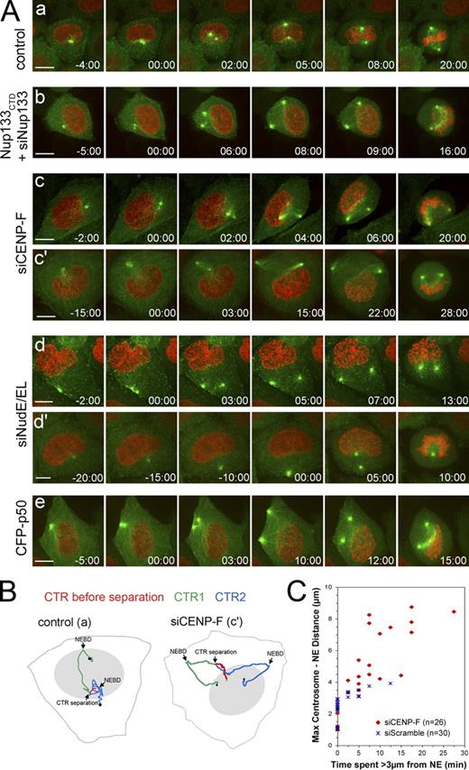 Figure 5. Interfering with Nup133-anchored dynein/dynactin impairs the tethering of centrosomes to the NE. (A) Time-lapse imaging of HeLa cells expressing EB3-GFP (green) and H2B-mCherry (red) and transfected with CENP-F (c and c′), NudE/EL siRNA duplexes (d and d′), or with a CFP-p50/dynamitin construct (e), or of cells stably expressing GFP-hNup133CTD treated with hNup133 siRNAs and subsequently transfected with plasmids encoding EB3-GFP and H2B-mCherry (b). Time (in min:sec) was set at 0:00 when centrosome splitting just became detectable. Bars, 10 µm. See also Videos 1–6. (B) Tracks representing centrosome (CTR) movements in a control and a CENP-F–depleted cell (see Aa, Ac′, and Videos 1 and 4). Trajectories before centrosome separation (red) and tracks of the separated centrosomes (blue and green) were superimposed on a schematic representation of the cell border and nuclear position (gray shading) at the beginning of the video. White and black dots indicate the positions of centrosomes at the beginning and at the end of the videos, respectively. (C) Analysis of the centrosome–NE distance over time in HeLa cells expressing EB3-GFP and H2B-mCherry and treated with scramble or CENP-F siRNA duplexes. For each cell entering mitosis, the maximum distance between the centrosomes and the NE reached during the G2/M transition was plotted over the time centrosomes spent >3 µm away from the NE. Each dot represents a single cell. The number of cell quantified is indicated.