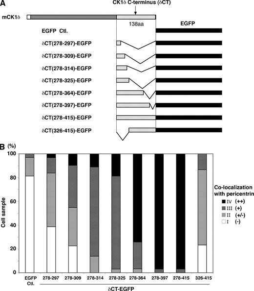 Figure 5. Centrosomal localization signal of CK1δ was delineated by deletion mutant analysis. (A) Schematic diagram of EGFP fusion proteins containing varying segments from the C-terminal domain of mouse CK1δ (boundaries of segments are indicated by amino acid residue numbers). (B) Centrosomal localization of δCT-EGFP fusion proteins. For each of the indicated δCT-EGFP fusion proteins, colocalization with pericentrin was ascertained in ∼30 cells after transient transfection of HeLa cells. Semi-quantitative analysis was based on the intensity of EGFP signal that colocalized with pericentrin relative to EGFP signal elsewhere in the cell. Intense signal that colocalized with pericentrin was scored as ++ (black), colocalizing signal intensity comparable to that seen elsewhere in the cell was + (dark gray), weak signal was +/− (light gray), and no signal was − (white). The bar graph displays the percentage of cells in each category for all the fusion proteins. See also Fig. S2.