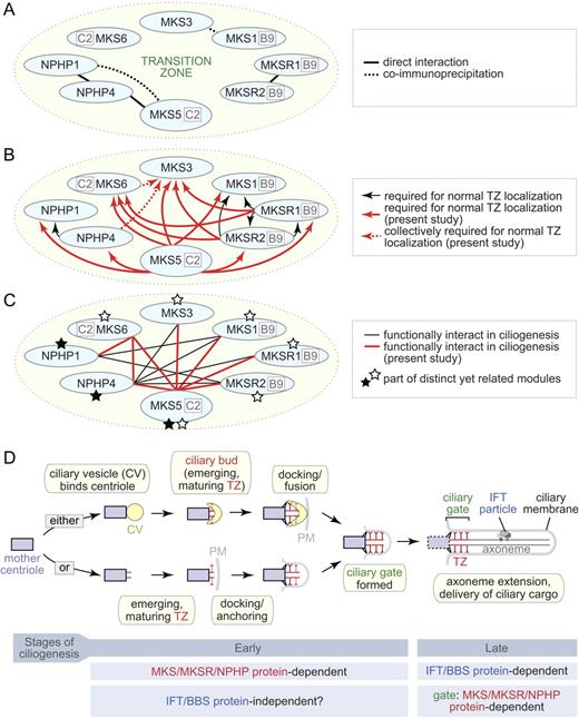 Figure 10. MKS/MKSR and NPHP proteins form part of a functional interaction network required for an early stage of ciliogenesis and formation of an intact ciliary gate. (A) Previously identified physical interactions between C. elegans or mammalian TZ proteins (see also Table S1 A). Interactions between MKS1 and MKS3 and between NPHP1, NPHP4, and MKS5 were identified in mammals. The interaction between MKSR1 and MKSR2 was identified in C. elegans. (B) Summary of hierarchy analysis uncovering the requirement of some TZ proteins for normal localization of others. Black arrows represent previously known requirements (arrows point away from the protein required for localization of the other). Red arrows represent novel requirements uncovered in this study. (C) Summary of functional (genetic) interactions between C. elegans TZ components influencing ciliogenesis. Black lines represent previously known functional interactions, and red lines represent genetic interactions uncovered in this study (dye-filling/ciliogenesis and/or BB docking/anchoring and ciliary structures, as revealed by TEM). Modular assignments based on these functional interactions and hierarchy analysis data are represented by stars. (D) Model depicting early and late events in ciliogenesis, first involving transition zone (TZ) proteins and then IFT-associated proteins. Top pathway: in some mammalian cell types, the earliest step of ciliogenesis involves binding of a ciliary vesicle (CV) to the mother centriole, followed by migration of the centriole-CV toward the plasma membrane (PM). At some point a ciliary bud (likely to be a maturing TZ) emerges, invaginating the CV. Bottom pathway: in other cells, the CV may be expendable, and docking of the centriole/developing TZ occurs directly with the PM. During these early steps, interactions between the BB and TZ with the membrane depend on MKS/MKSR/NPHP TZ proteins. Assembly of the TZ in early ciliogenesis likely coincides with formation (of at least part) of the ciliary gate, and MKS/MKSR/NPHP proteins are functional/structural elements of this mechanism. IFT and BBS proteins are not necessary for formation of the TZ or for BB/TZ anchoring to the membrane during early ciliogenesis, but after these events IFT proteins participate in building (and maintaining) the rest of the ciliary axoneme, and BBS proteins participate in the delivery of ciliary cargo.