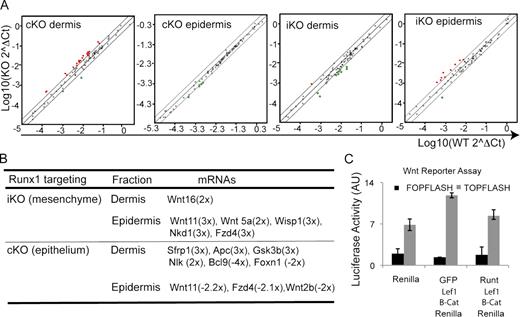 Figure 9. Runx1 molecular interaction with the Wnt-signaling pathway. (A) Wnt signaling SA-Bioscience QRT-PCR array on dermis or epidermis from E18.5 embryos with epithelial knockout (cKO) or inducible mesenchymal knockout (iKO) are shown as scattered plots of fold changes normalized to three housekeeping genes for KO vs. WT littermate controls. Red dots are up- and green dots are down-regulated genes. (B) Select list of genes up-regulated on average by greater than twofold by SA-Biosciences software analysis (see Table S1) in each type of KO and skin compartment when compared with the corresponding WT control. (C) Wnt luciferase reporter assay in keratinocytes transfected with DNA constructs indicated at bottom. Note lower activity induced by the Runt domain.