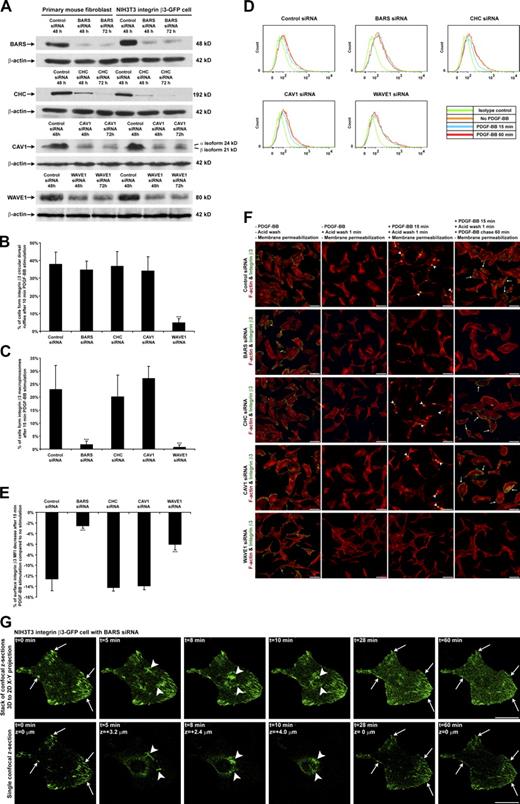 Figure 4. PDGF-BB–stimulated integrin β3 macropinocytosis is BARS dependent but clathrin and CAV1 independent. (A) BARS, CHC, CAV1, and WAVE1 protein expression levels from whole-cell lysates were analyzed by SDS-PAGE and Western blotting. (B and C) siRNA-transfected primary mouse fibroblasts were stimulated with PDGF-BB for 10 or 15 min, fixed, and IF stained. The number of cells forming integrin β3 CDRs or macropinosomes per 100 cells was counted (n = 5). (D) siRNA-transfected primary mouse fibroblasts were prepared as in Fig. 2 C. (E) Quantified from the flow cytometry data in D, the percentages of cell surface integrin β3 mean fluorescence intensity (MFI) decrease after 15-min PDGF-BB stimulation compared with no stimulation are plotted (n = 3). (F) siRNA-transfected primary mouse fibroblasts were prepared as in Fig. 2 D. Arrowheads denote internalized integrin β3 at macropinosomes. Arrows denote recycled integrin β3 at focal adhesions. (G) The BARS siRNA-transfected cell in Fig. S2 A was stimulated with PDGF-BB. The temporal and spatial translocation of integrin β3–GFP was traced by 4D time-lapse confocal live-cell imaging as in Fig. 1 D. Arrows in the t = 0 min image denote the integrin β3–GFP at original focal adhesions; arrows in t = 28 min and 60 min images point at the same positions to denote the disappearance of integrin β3–GFP at focal adhesions without integrin β3–GFP recycling to form new focal adhesions. Arrowheads in t = 5 min, 8 min, and 10 min images denote the integrin β3–GFP at a CDR that did not fully close up or sink into the cytosol to form macropinosomes because of the lack of the BARS protein. Error bars represent means ± SD. ***, P < 0.05. Bars: (F) 100 µm; (G) 20 µm.