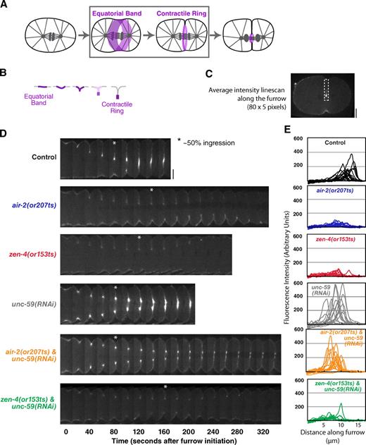 Figure 7. Inhibition of septinUNC-59 rescues the contractile ring assembly defect in Aurora BAIR-2– but not MKLP1ZEN-4-inhibited embryos. (A and B) The schematics highlight the second step in cytokinesis (A, boxed area), assembly of the contractile ring. During this step, the cortex folds in, and contractile ring proteins become concentrated in a compact ring that sits at the furrow tip and are cleared from the remainder of the equatorial cortex (illustrated in B; also see Fig. S3). (C) A schematic of the method used to analyze myosin accumulation at the furrow tip. At the time point when the furrow had closed to ∼50% of its initial diameter, a mean linescan (80 pixels long and 5 pixels wide) was drawn from the edge of the embryo along the furrow toward the tip. (D) Representative montages of the furrow region for each condition are shown. The asterisks mark the time point when the furrow had closed to ∼50% of its initial diameter. (E) The individual linescans for all embryos (after subtraction of cytoplasmic background) are plotted versus distance along the furrow. All imaging was performed using the postmeiotic upshift conditions outlined in Fig. 2 A. Bars, 10 µm.