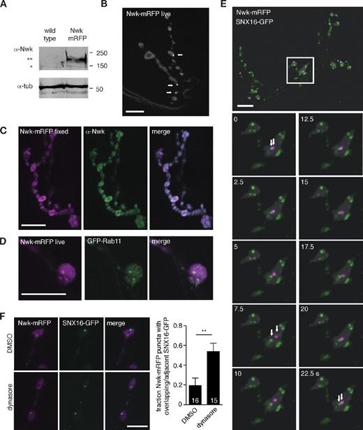 Figure 4. Nwk in live NMJs localizes to puncta that transiently interact with SNX16 endosomes. (A) elavC155;Nwk-mRFP expression in α-Nwk IBs of Drosophila larval fillet extracts. The single asterisk indicates endogenous Nwk; the double asterisk indicates Nwk-mRFP. Molecular masses are given in kilodaltons. tub, tubulin. (B) Localization of Nwk-mRFP in live third instar NMJs. Arrows indicate Nwk-mRFP puncta. (C) Localization of Nwk-mRFP in fixed third instar NMJs. Nwk collapses to discrete structures upon fixation, and Nwk puncta are not strongly detected by α-Nwk antibodies. (D) Nwk-mRFP puncta colocalize with GFP-Rab11 at NMJs. (E) Localization of Nwk-mRFP and SNX16-GFP in live third instar larval NMJs. Time-lapse recordings of these NMJs are shown in Videos 1, 2, and 3. The white box indicates the area shown in the time-lapse images below. Arrows track a pair of Nwk-mRFP and SNX16-GFP puncta. (F) The dynamin inhibitor dynasore drives association of Nwk and SNX16 particles. The quantification shows the mean fraction of Nwk particles with a SNX16 particle within 1 µm of their center. Error bars are means ± SEM, and the number of samples averaged in each measurement is indicated at the base of each bar. **, P < 0.01. Bars, 10 µm.