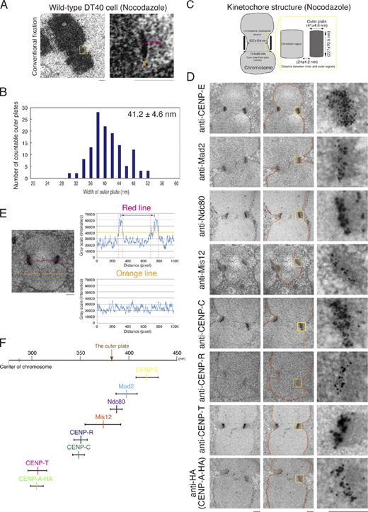 Figure 1. Ultrastructure of the kinetochore in DT40 cells. (A) An image of a chromosome with paired outer plates from DT40 cells observed by EM. The arrowhead shows the outer plate. (B) Distribution of data for the width of the outer plate of 131 kinetochores. The method describing how the size of the outer plate was measured is described in Fig. S1. (C) Summary for the size of the kinetochore region in DT40 cells treated with nocodazole and fixed by glutaraldehyde. We chose chromosomes with the sister kinetochore plates and measured the length and width of the plates by the method described in Fig. S1. The mean of the length and width of the outer region is ∼227 nm (227 ± 70.5 nm) and ∼41 nm (41 ± 4.6 nm), respectively. (D) Immuno-EM images of nocodazole-treated DT40 cells using anti–CENP-E, anti-Mad2, anti-Ndc80, anti-Mis12, anti–CENP-C, anti–CENP-R, anti–CENP-T, and anti-HA (for detection of CENP-A–HA) antibodies. Signals are shown as gold labeling. Orange lines show the distribution of background signals. (E) Measurement of the sister kinetochore distance. Chromosomes with the sister kinetochore plates that were parallel to the plane of one section were chosen. Signal intensities of the red line were measured. The regions between two pink dashed lines show the regions with positive signals (higher than background signals). The yellow line shows the maximum of background signals. Signal intensities of the orange line on the chromosome arm were measured as background signals. The sister kinetochore region is defined by two peaks in the graph for the red line. The distance between two peaks is defined as the distance between the sister kinetochores. (F) Position of each protein in kinetochores. The half-distance between the sister kinetochore signals for each protein was plotted in the graph. CENP-A and CENP-T are located in the most internal region. Mis12, Ndc80, Mad2, and CENP-E are located near the outer plate. Yellow boxes indicate the regions of higher magnification on the right. Bars, 250 nm.