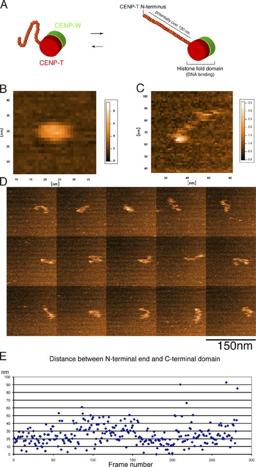 Figure 8. The CENP-T–W complex is elongated in vitro. (A) Prediction of the structure of the CENP-T–W complex. The C-terminal region of CENP-T may make a globular-like structure with the entire region of CENP-W because both regions have a histonelike domain. As it is hard to predict a distinct structure of the middle region of CENP-T (80–500 aa; Fig. S4), this region is predicted to be flexible. CENP-T could be potentially elongated to a length of 130 nm as determined by a computer calculation. (B) A high speed AFM image of the complex of CENP-W with the histone-fold region of CENP-T. A stable globular structure is observed. (C) A high speed AFM image of the complex of CENP-W with full-length CENP-T. In addition to a globular structure, an elongated region is observed. (D) Frame images by high speed AFM of the complex of CENP-W with full-length CENP-T. The length of elongated region was flexible. (E) Measurement of the length of the elongated region in each frame image (n = 282).